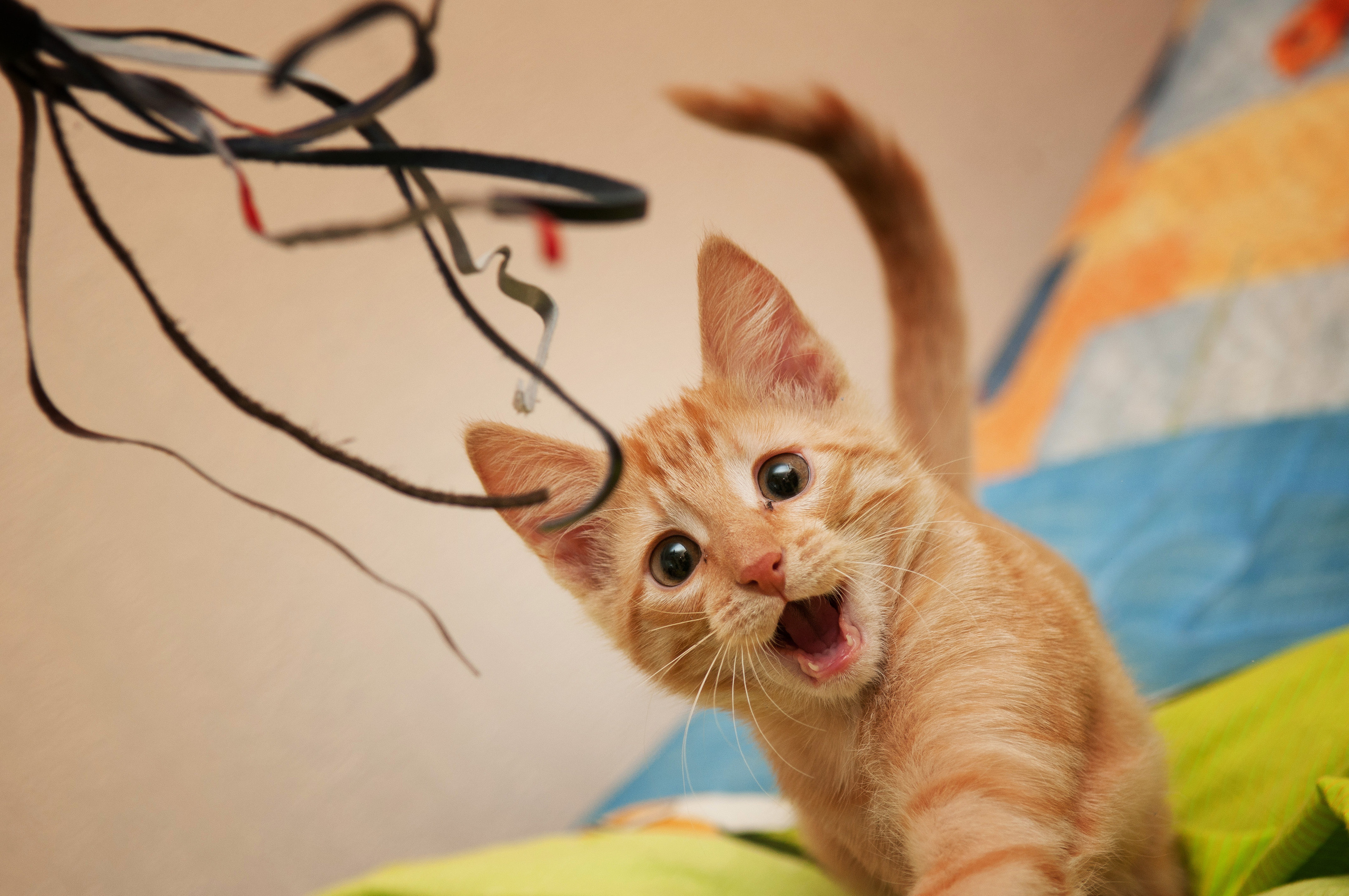 Игруля. Серия "Дикий мир". Фотограф Андрей Спрогис, съемка портретов, семейная фотосъемка, фотосъемка животных и мероприятий, съемка домашних питомцев. https://asprogis.ru