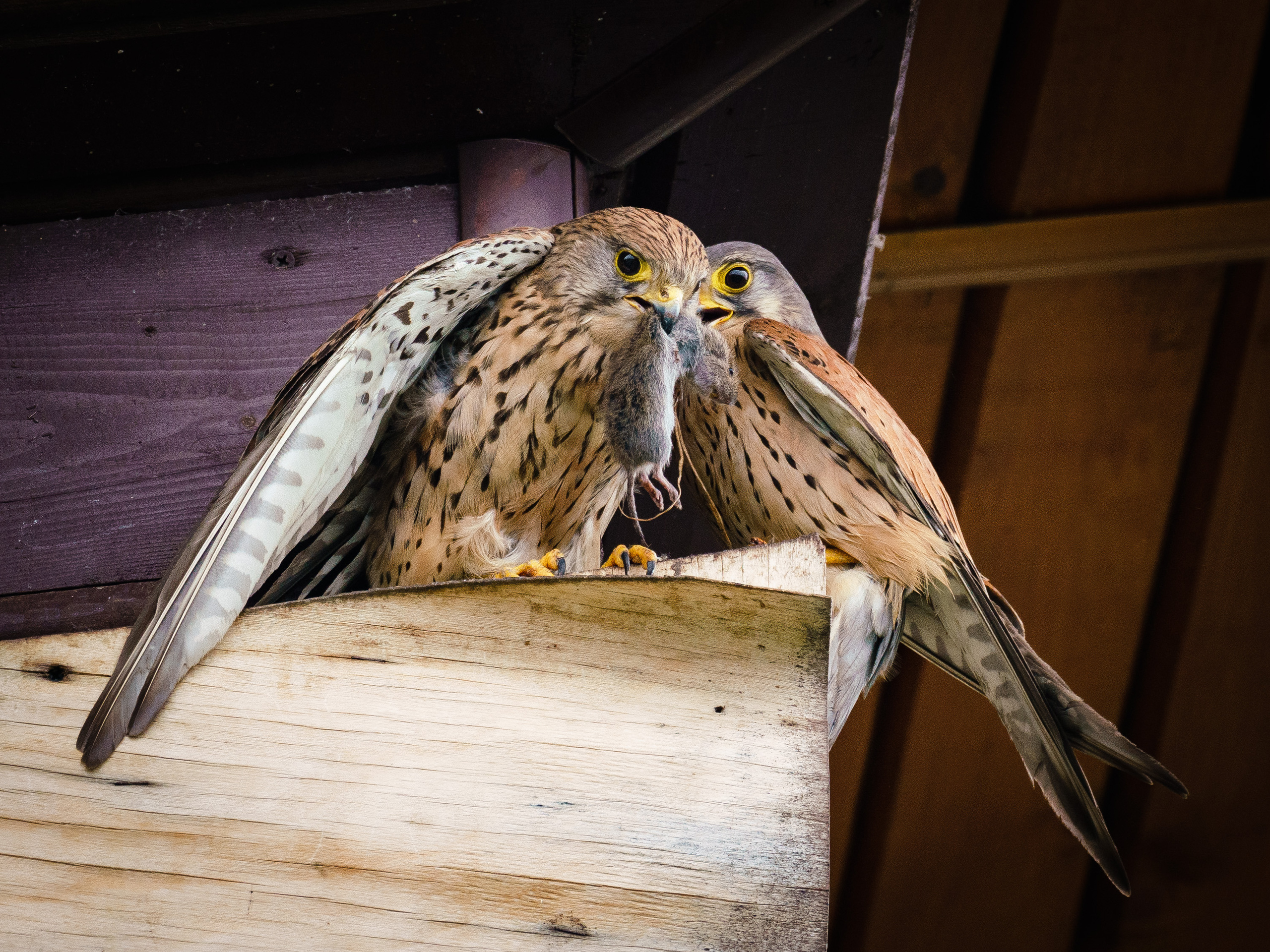 Добыча Пустельг. Серия "Дикий мир". Фотограф Андрей Спрогис, съемка портретов, семейная фотосъемка, фотосъемка животных и мероприятий, съемка домашних питомцев. https://asprogis.ru