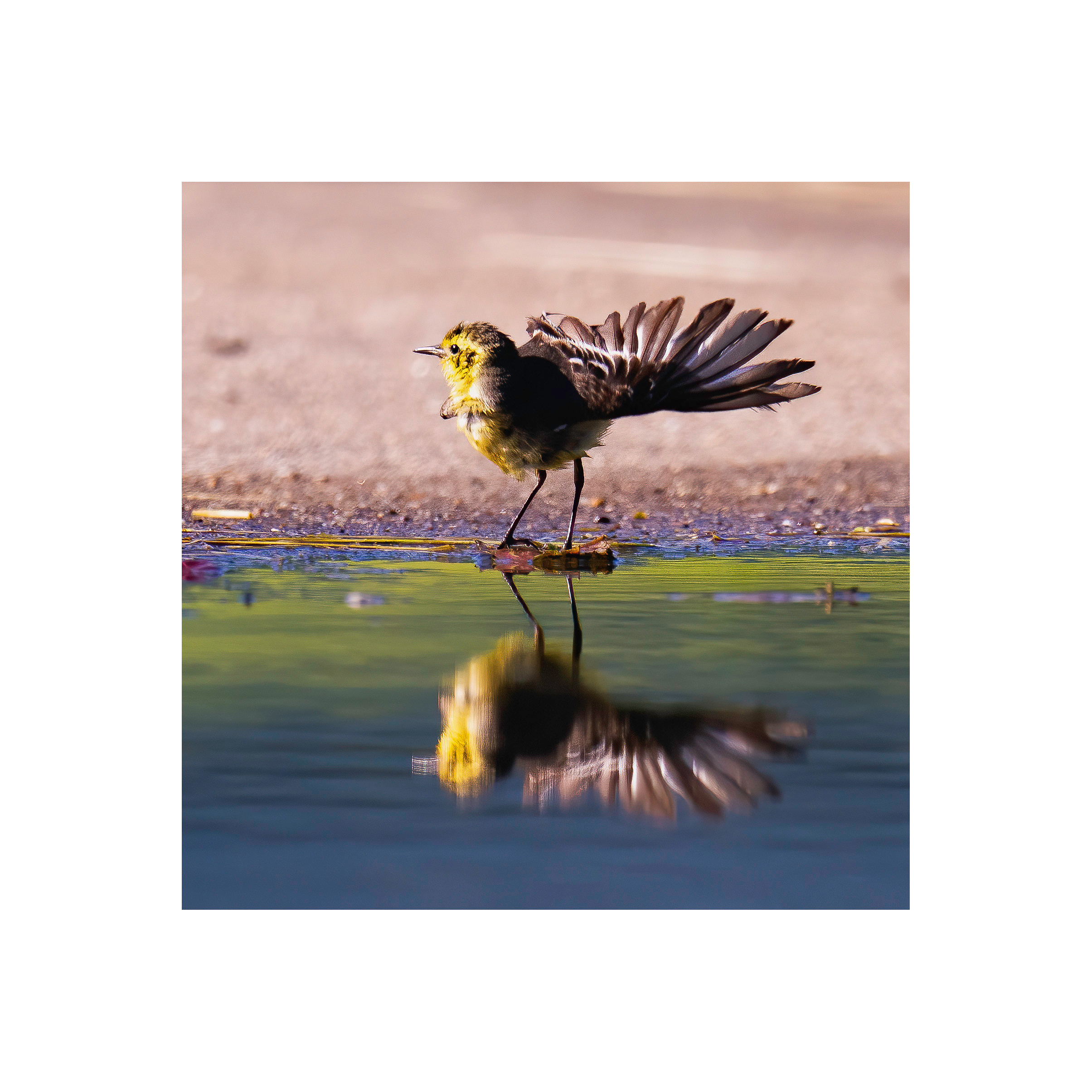 Почти павлин. Серия "Дикий мир". Фотограф Андрей Спрогис, съемка портретов, семейная фотосъемка, фотосъемка животных и мероприятий, съемка домашних питомцев. https://asprogis.ru