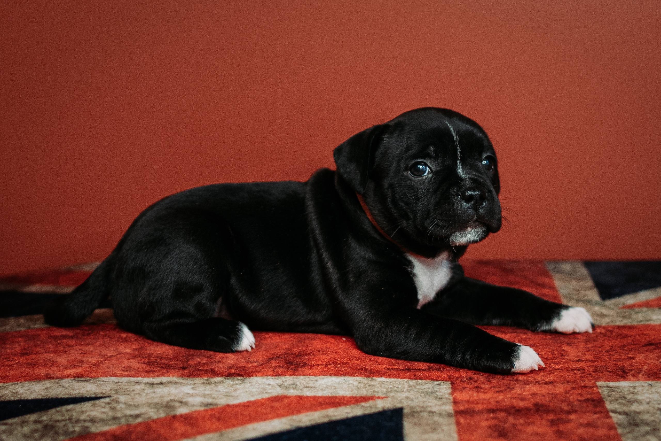 Британский Стафф. Серия "Дикий мир". Фотограф Андрей Спрогис, съемка портретов, семейная фотосъемка, фотосъемка животных и мероприятий, съемка домашних питомцев. https://asprogis.ru