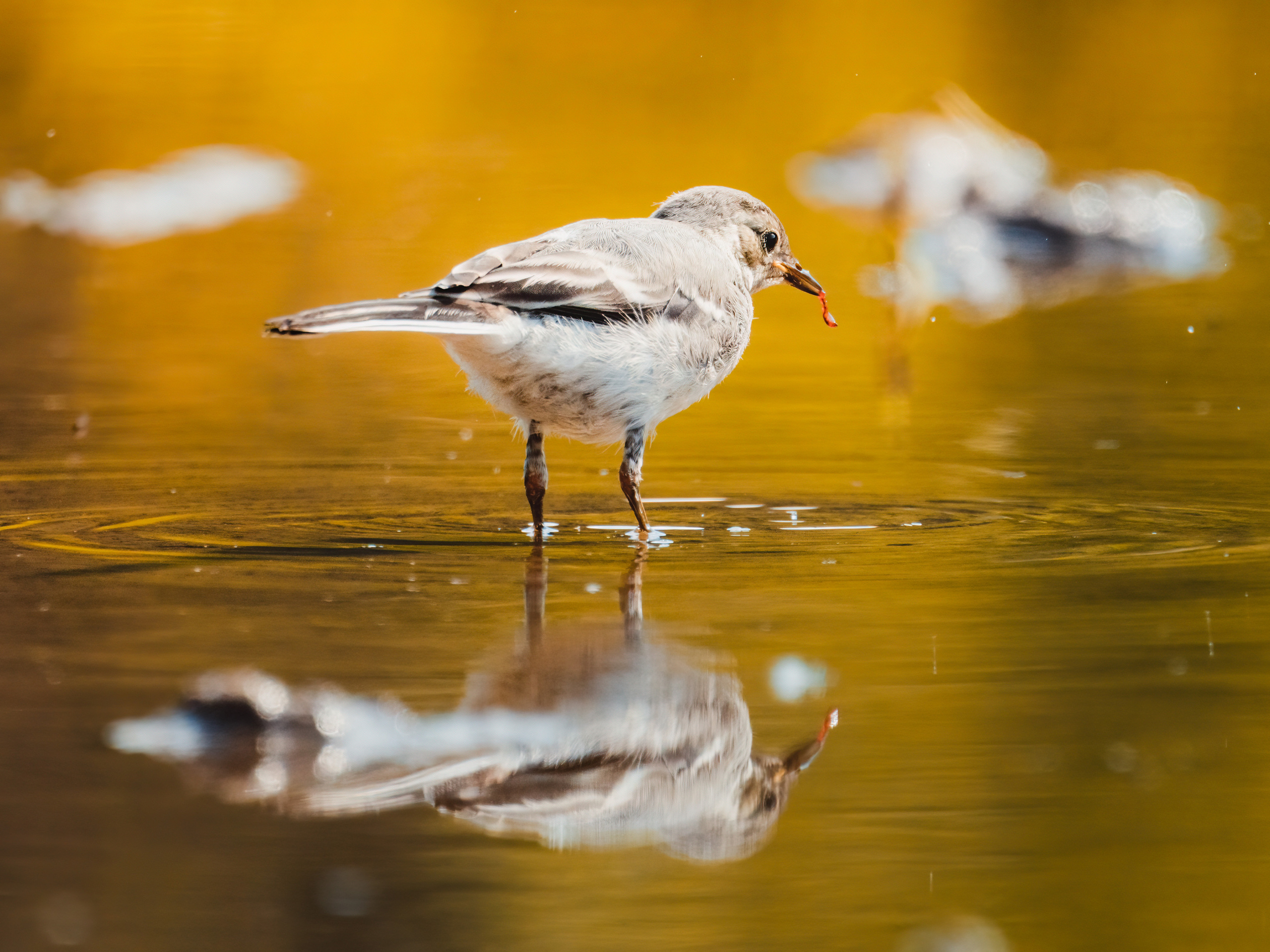 Завтрак. Серия "Дикий мир". Фотограф Андрей Спрогис, съемка портретов, семейная фотосъемка, фотосъемка животных и мероприятий, съемка домашних питомцев. https://asprogis.ru