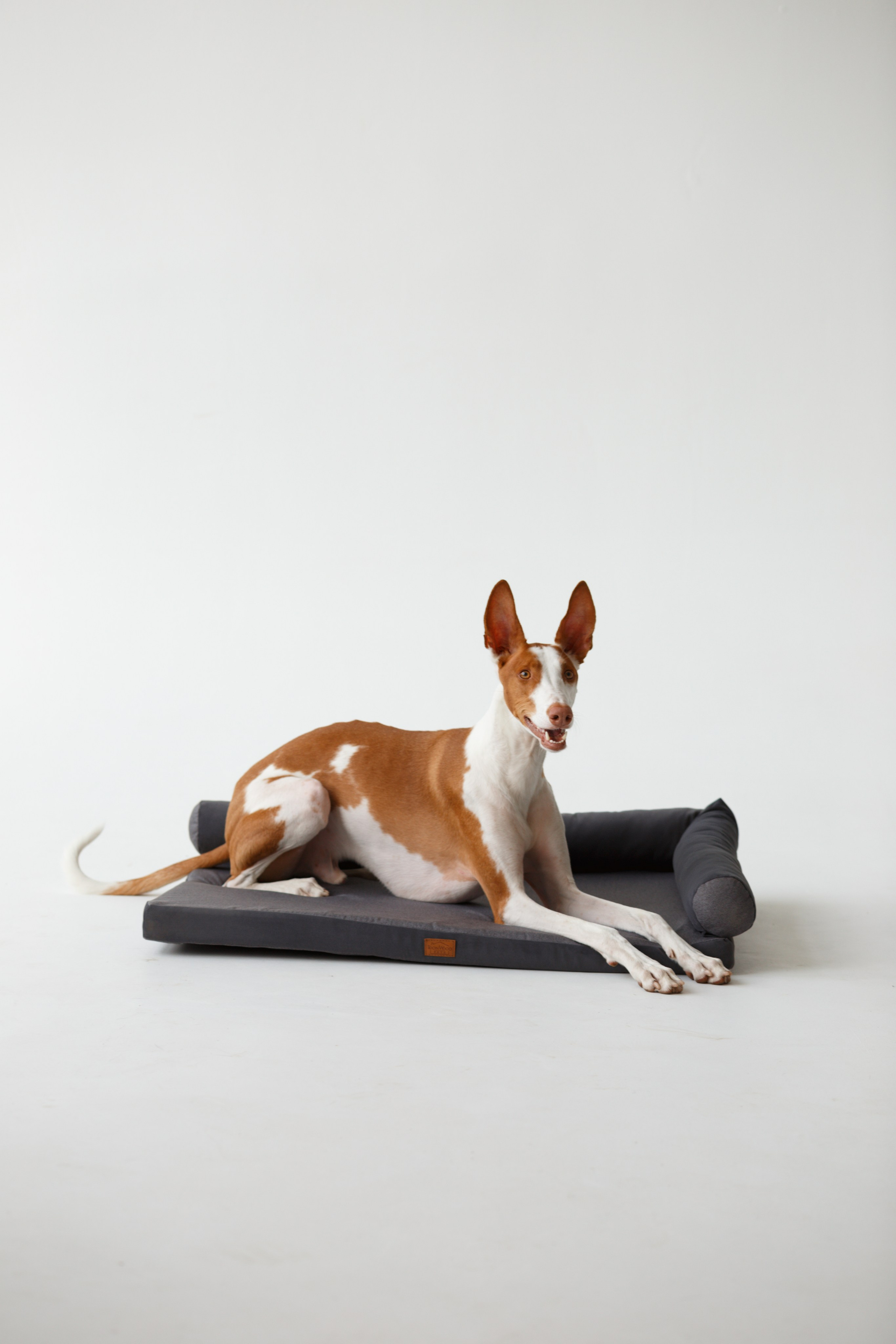 Boonwood Pets лежанки для животных. Фотограф анималист Кристина Карпова, Москва