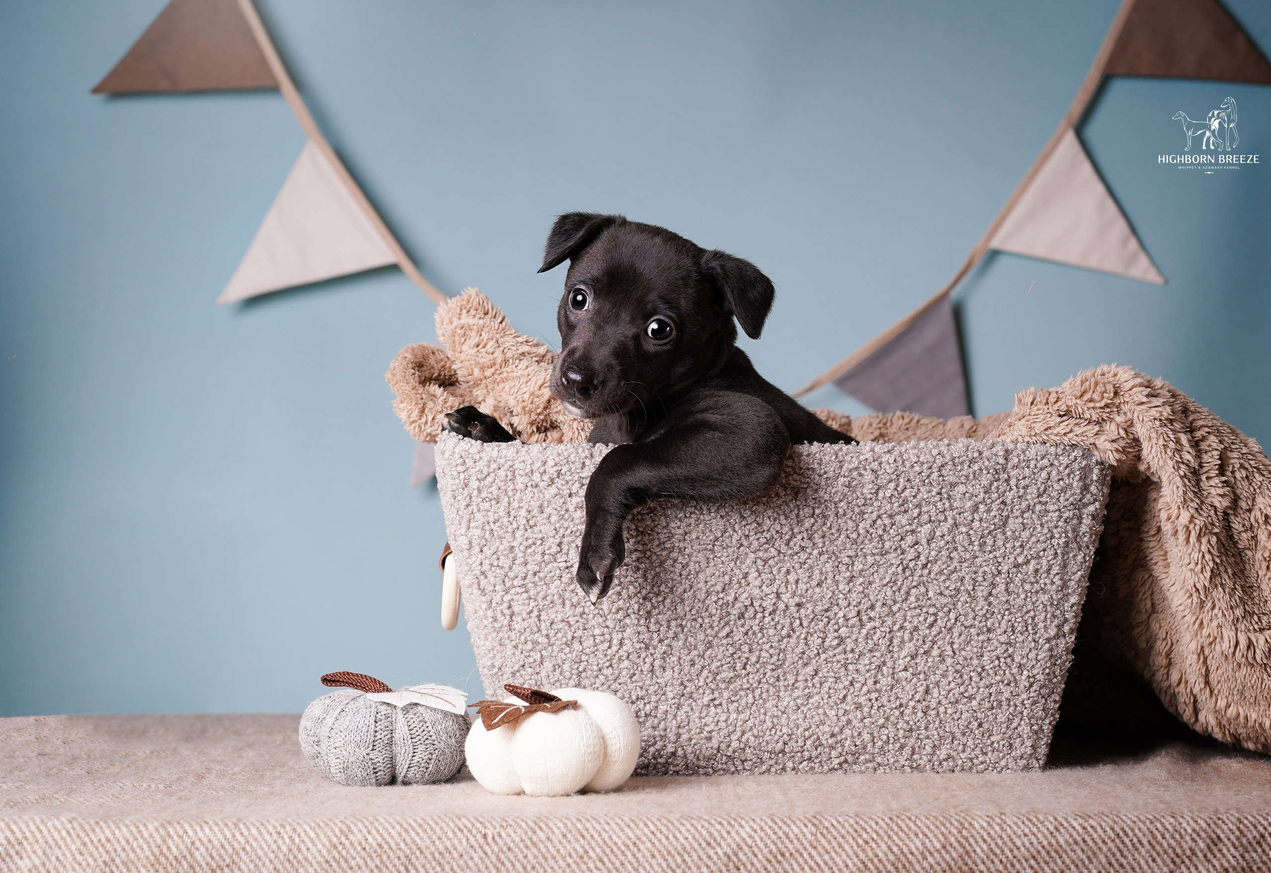 Щенки уиппета. Фотограф-анималист в Санкт-Петербурге Яна Мартынова
