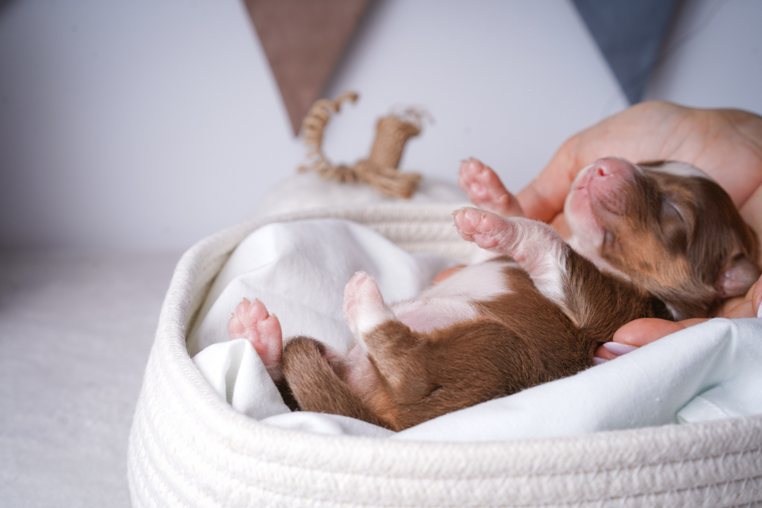 Щенули аусси. Фотограф-анималист в Санкт-Петербурге Яна Мартынова