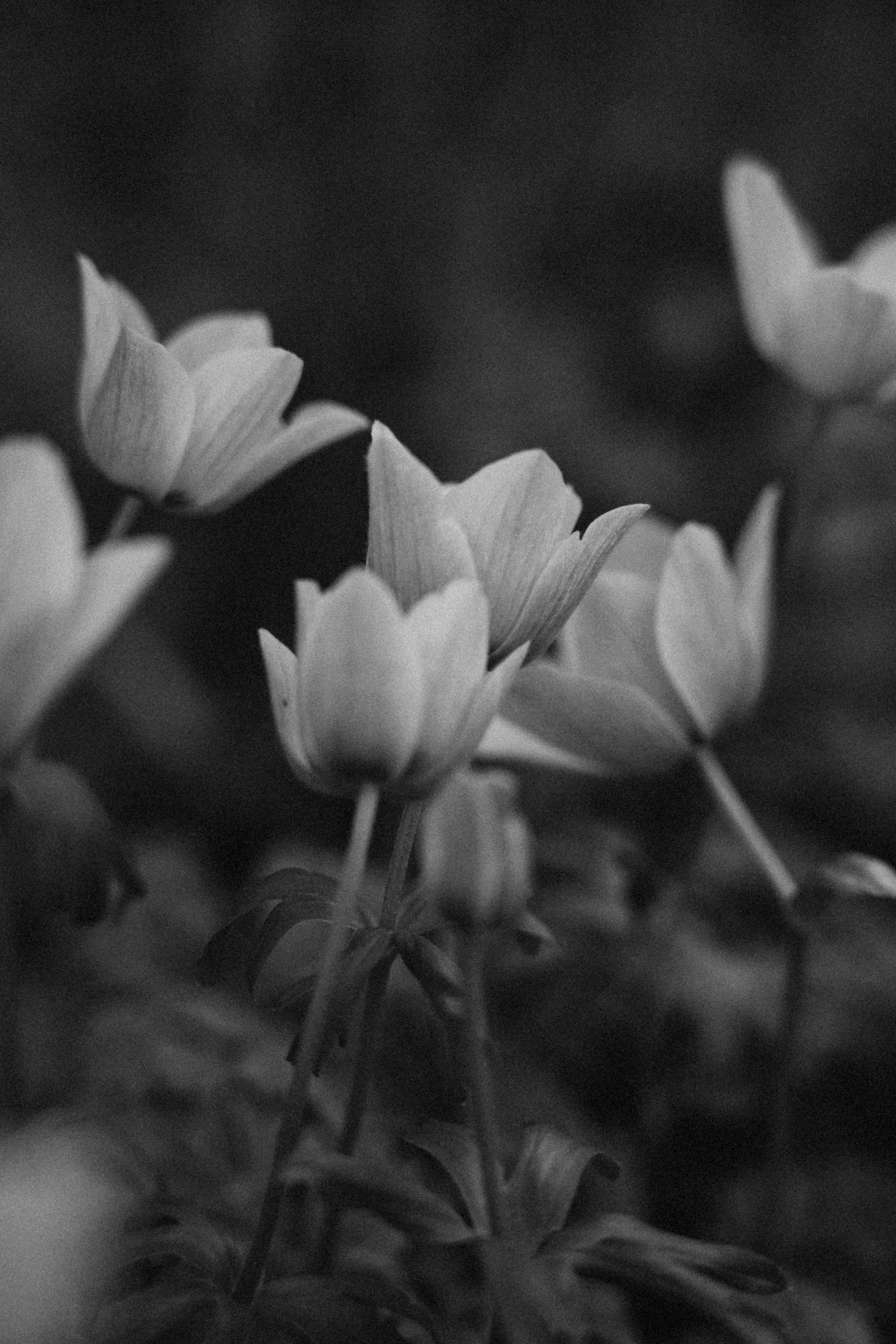 Пили, Кос 🇬🇷. Anita_photo