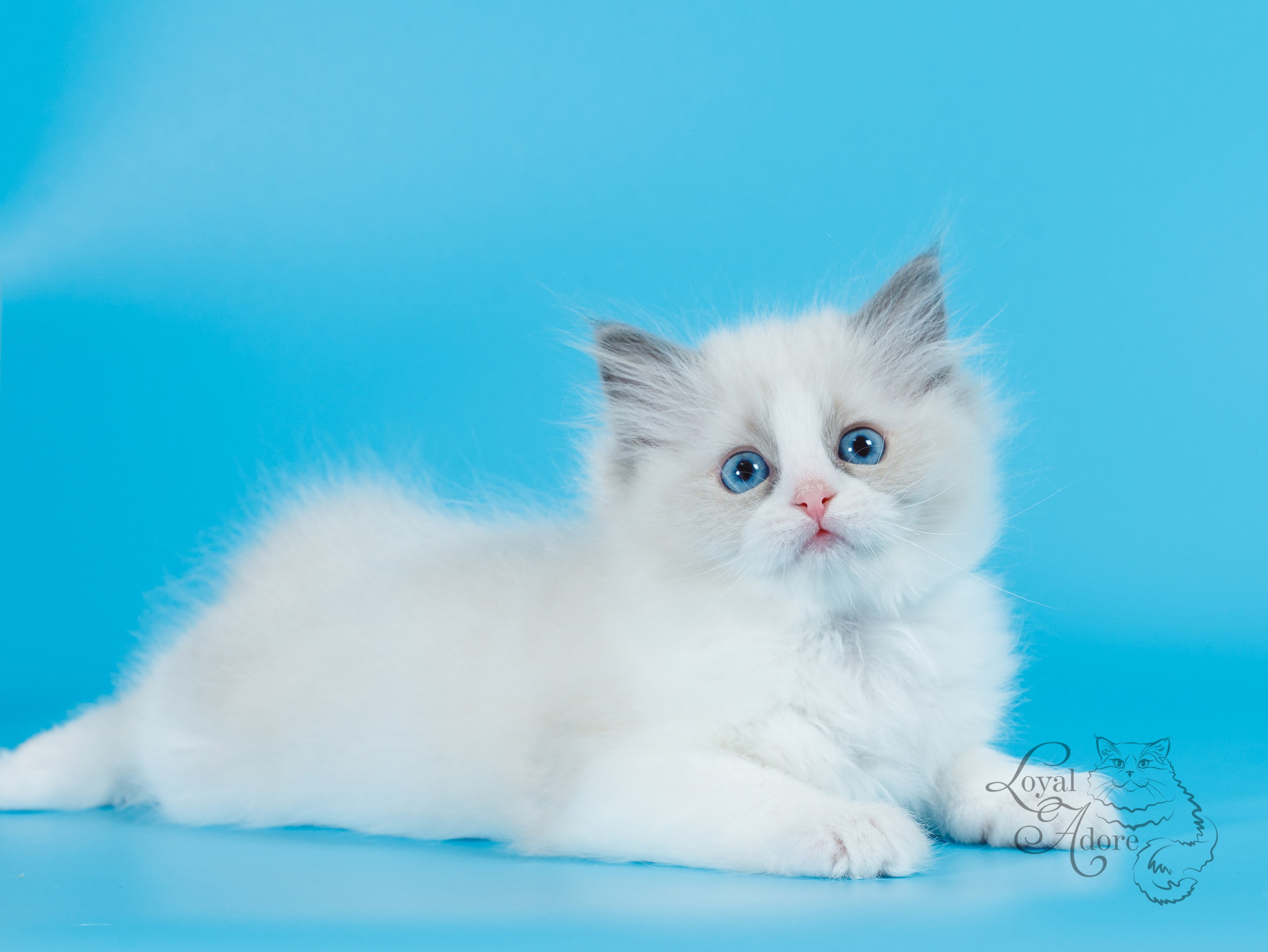 Котята рэгдолл от Loyal Adore. Питомник рэгдолл Loyal Adore