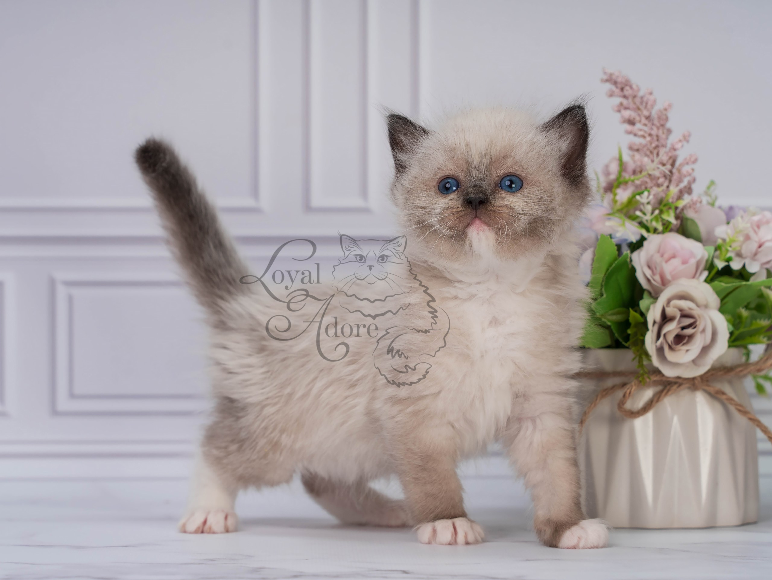 Котята рэгдолл от Loyal Adore. Питомник рэгдолл Loyal Adore