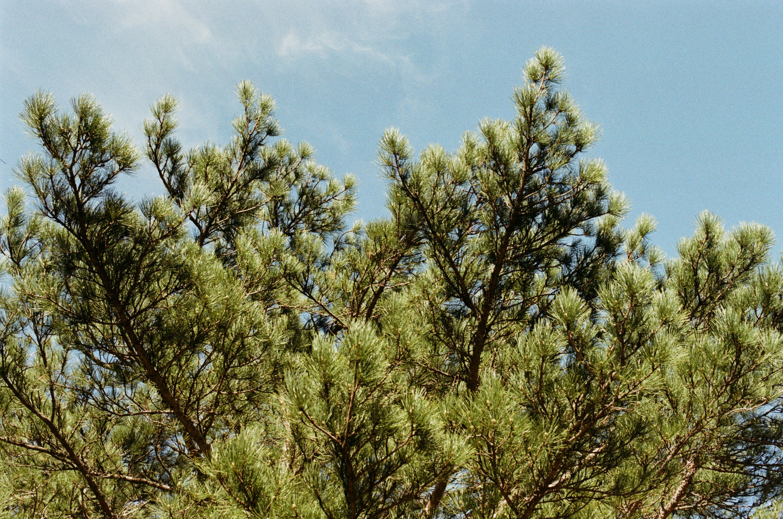 Silver strings // ukraine, crimea II. EVER EXPOSED