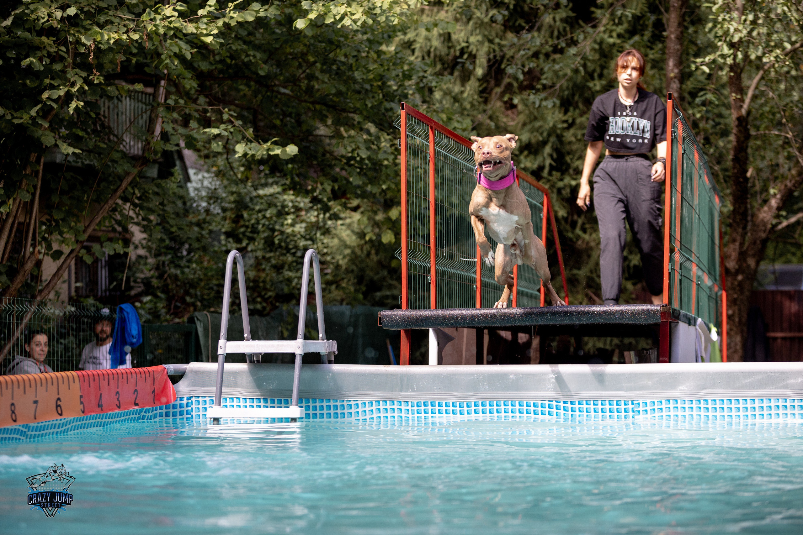 Собаки, спорт, Док дайвинг. Свадебный и репортажный фотограф в Москве и Московской области