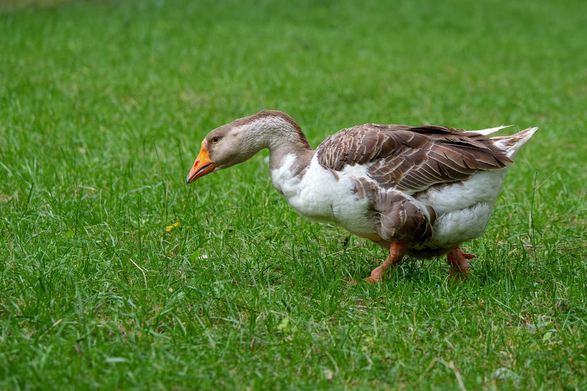 Удивительные мир птиц. Вокруг нас столько прекрасного — присмотритесь!. Ваш личный фотограф Марина Волкова
