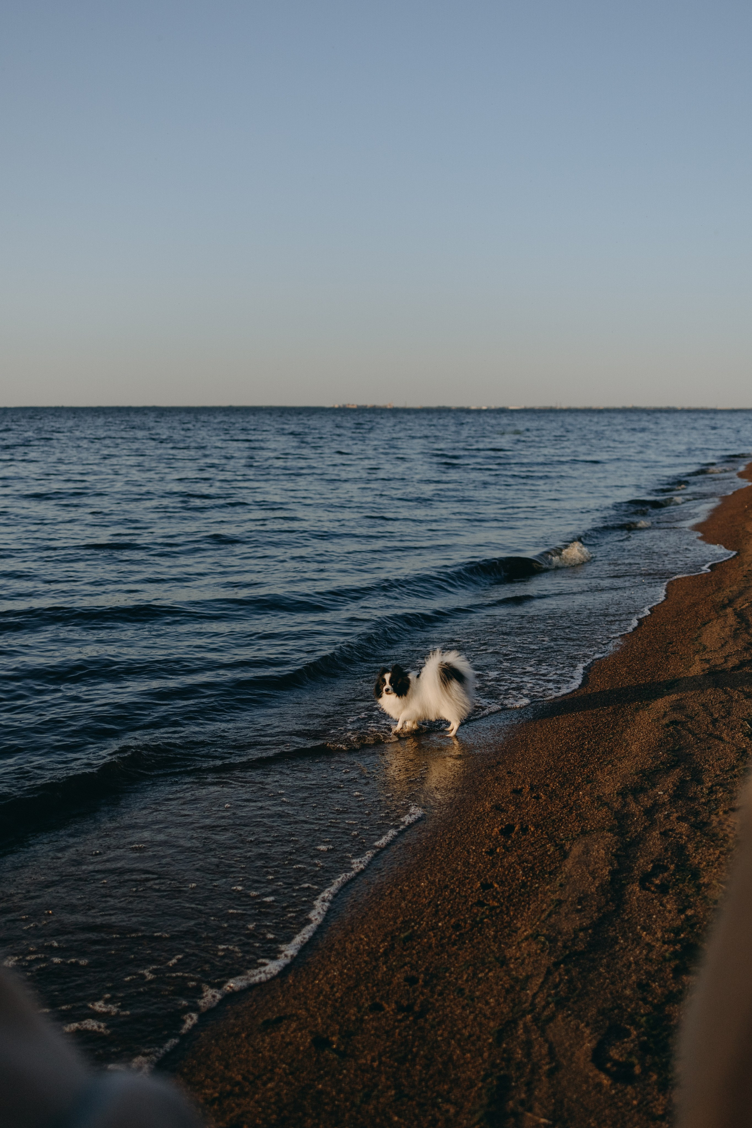 Диана и ее мальчики. Фотограф — Анималист | Санкт-Петербург