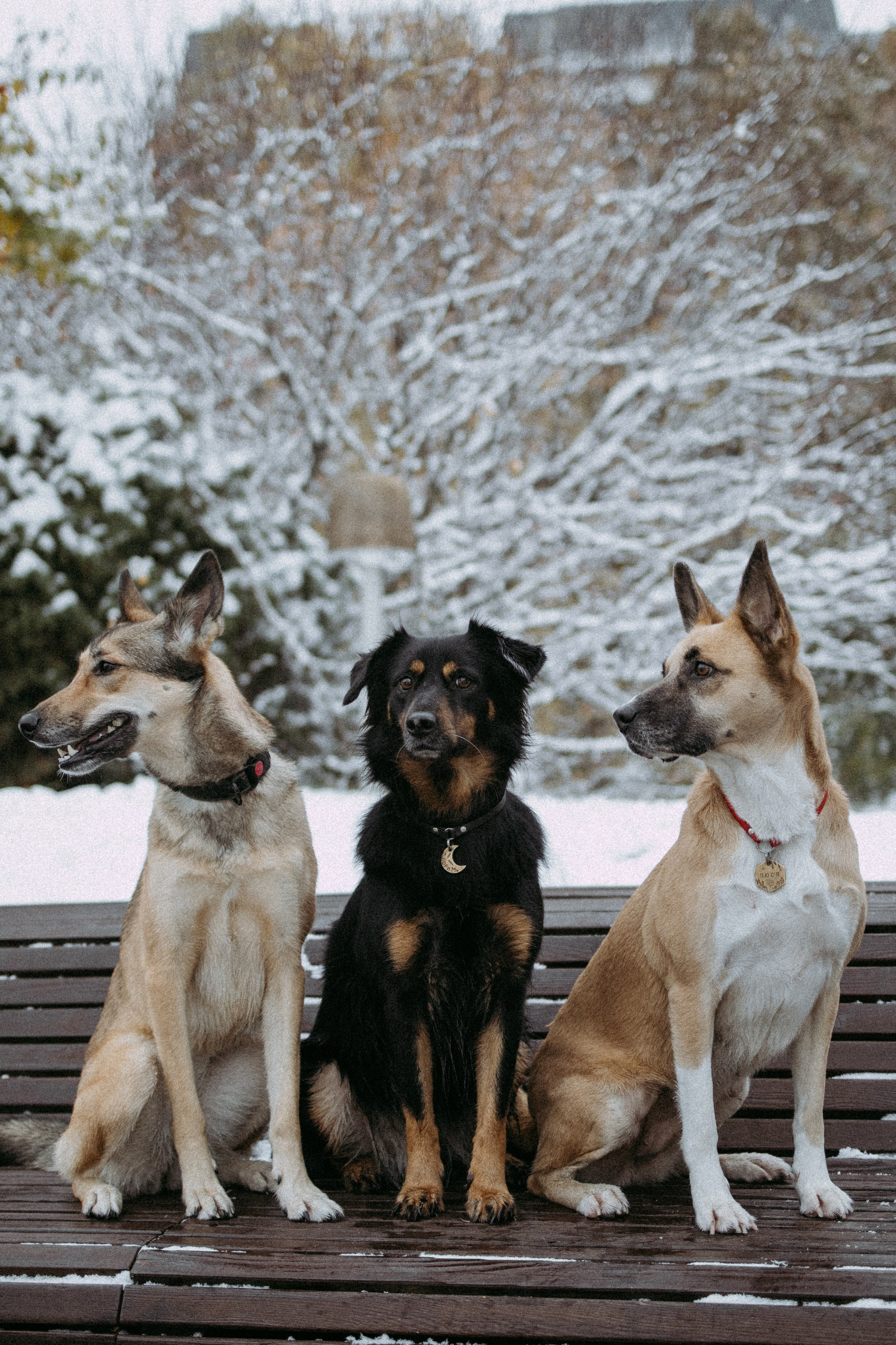 Саша, Ксюша и их банда. Фотораф — анималист Мария Шистка