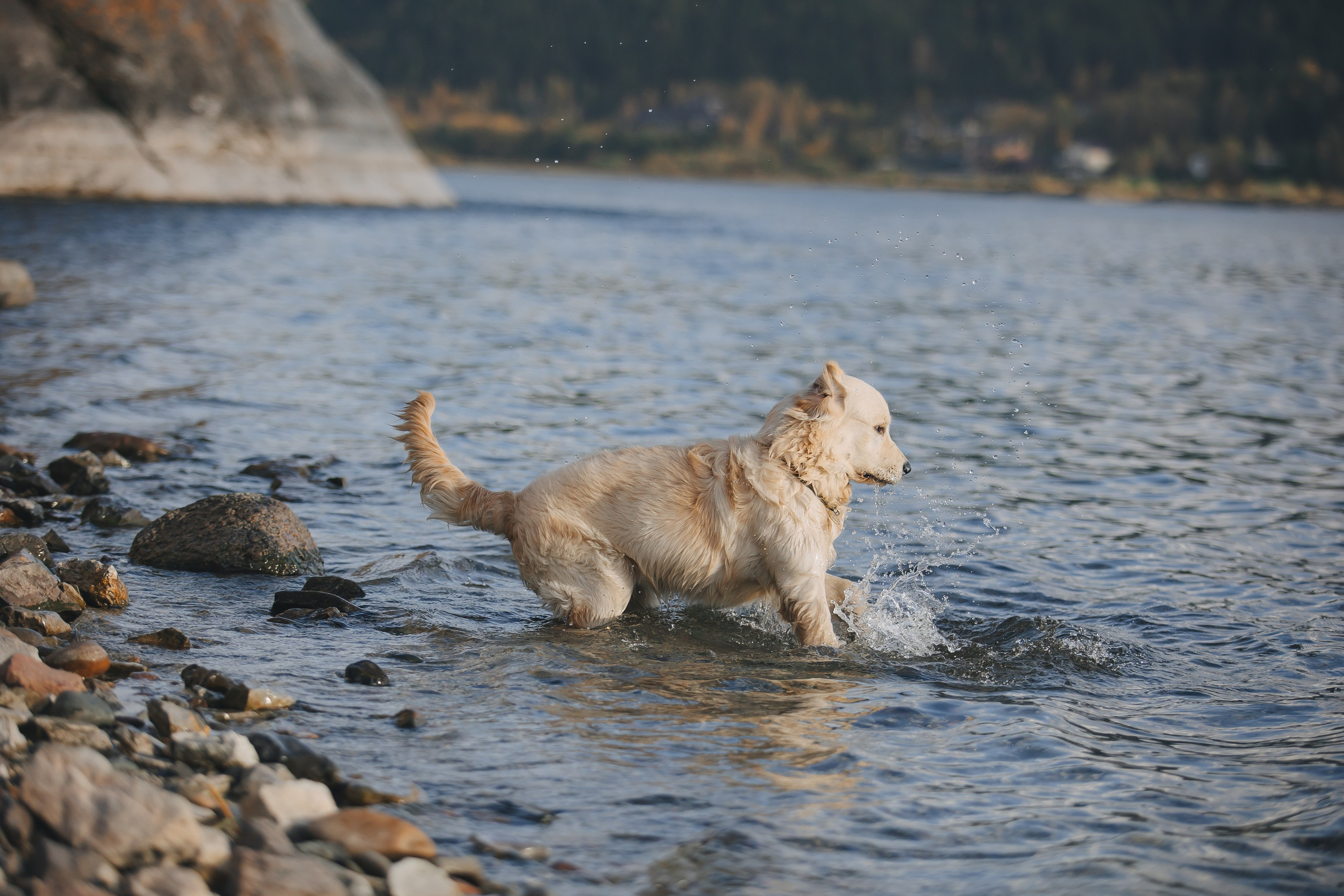 Снежик и Веста. Свадебный и женский фотограф