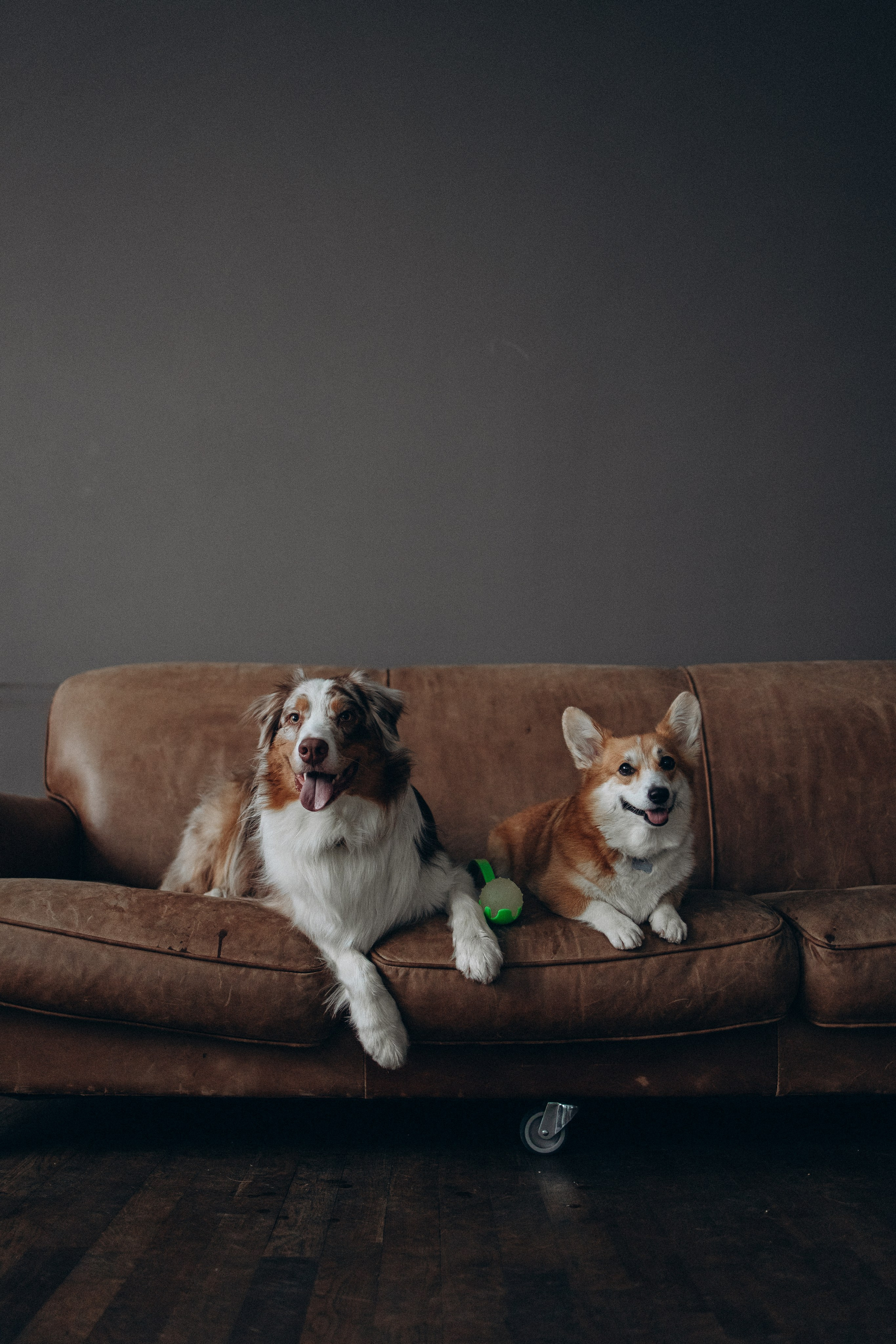 Катапульты. Фотораф — анималист Мария Шистка