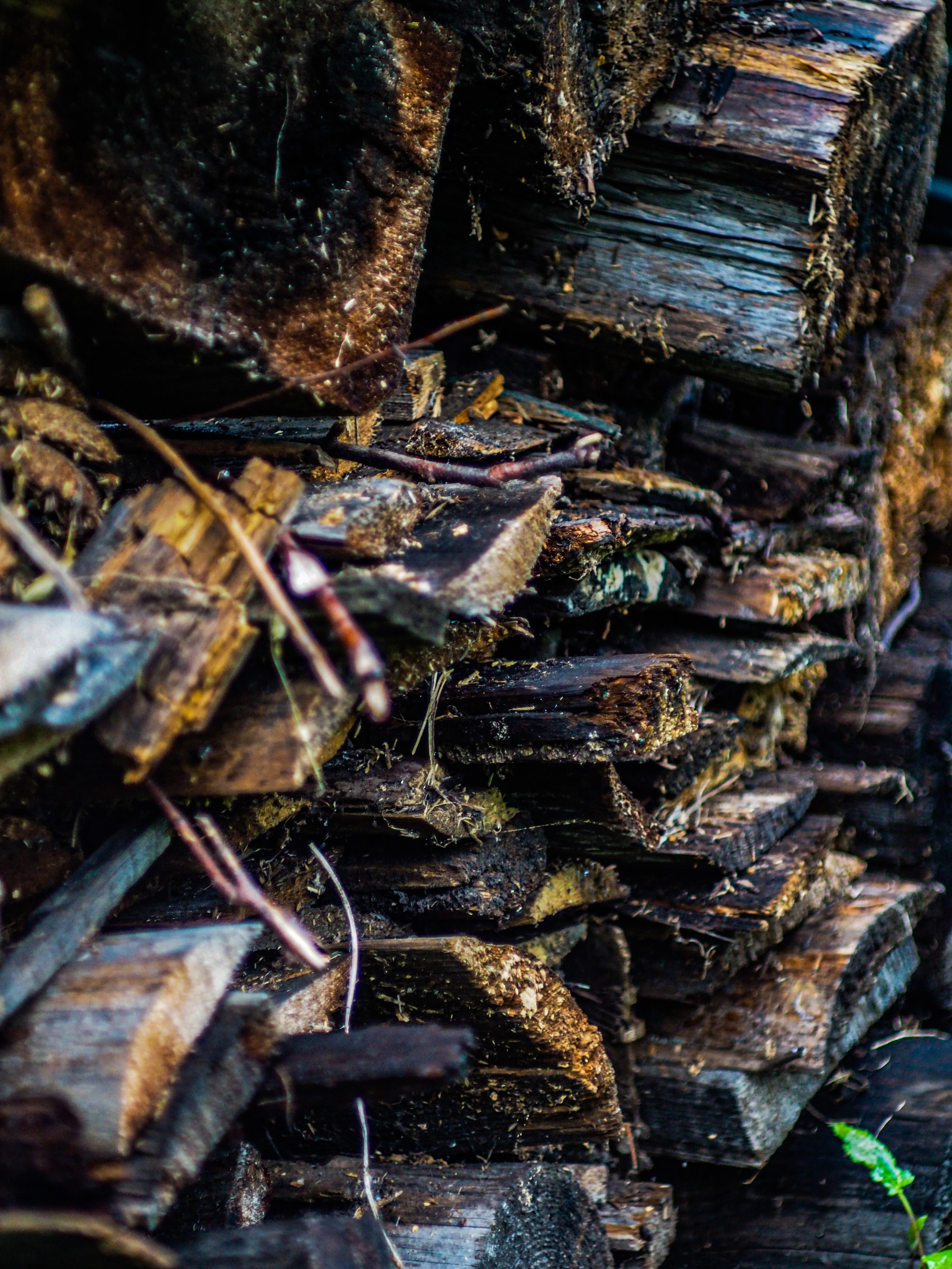 Природа/Животные