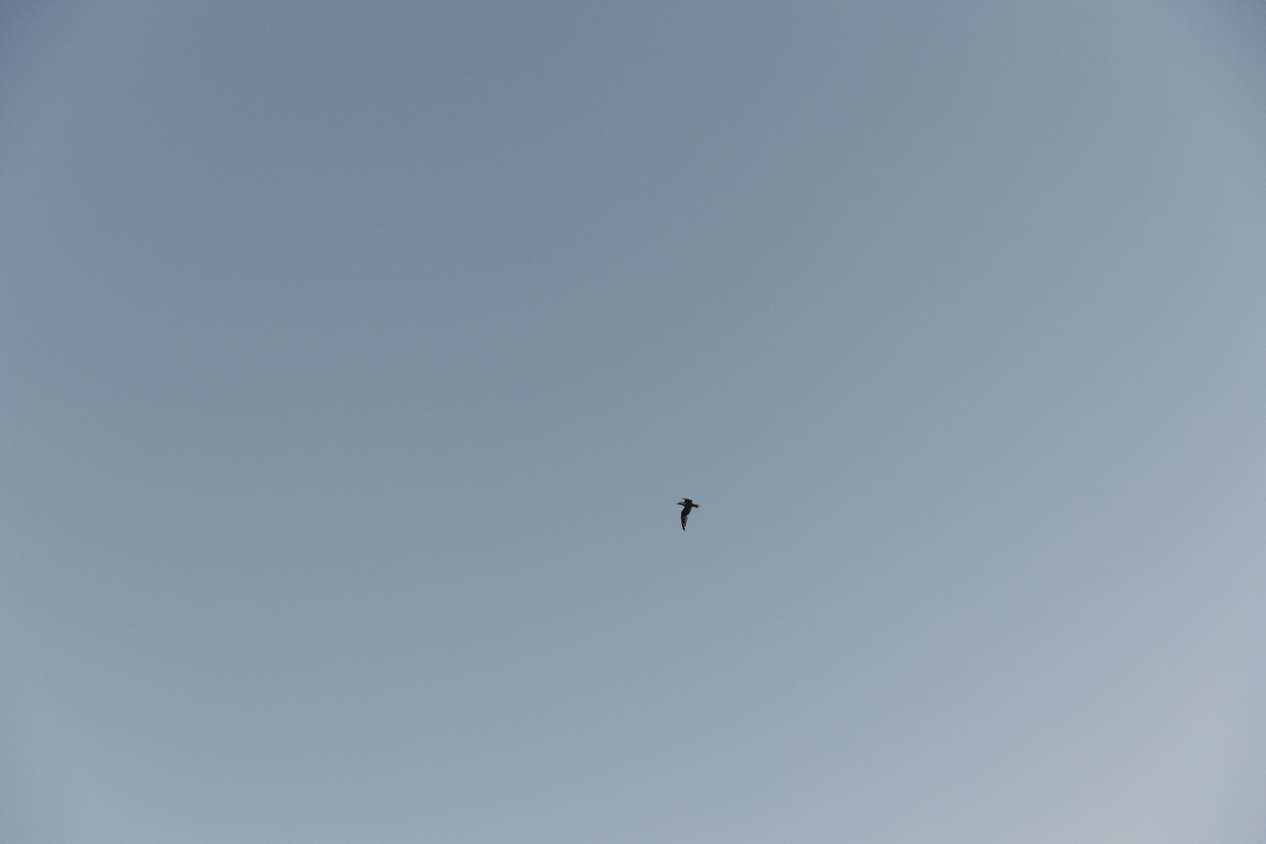 Сергей и Яна. Миленина Юлия Свадебный и семейный фотограф в Краснодаре