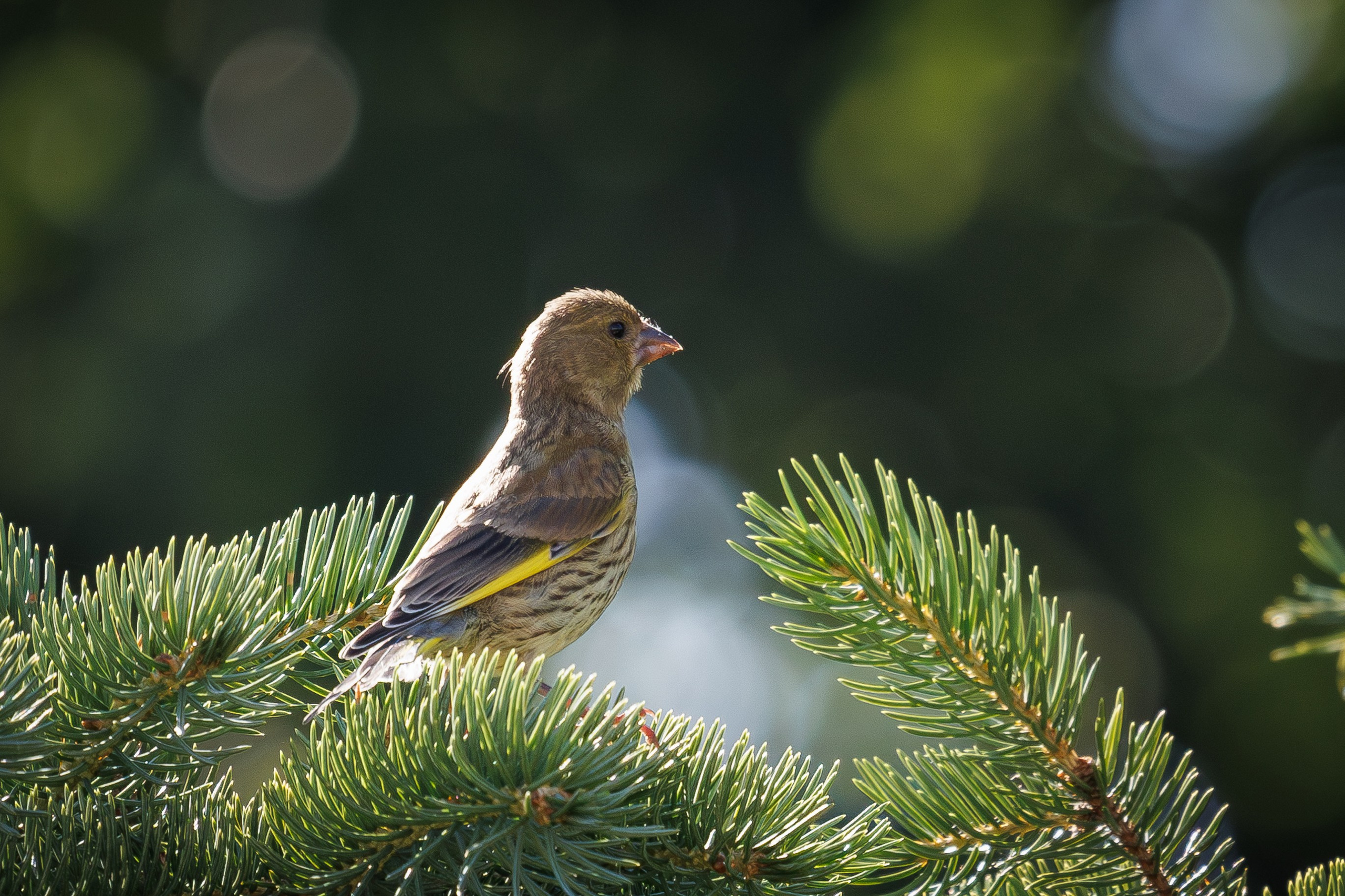 Молодая зеленушка в хвое,  г. Люберцы, парк "Центральный" Снято на Canon EOS R8, RF 600 mm f11.