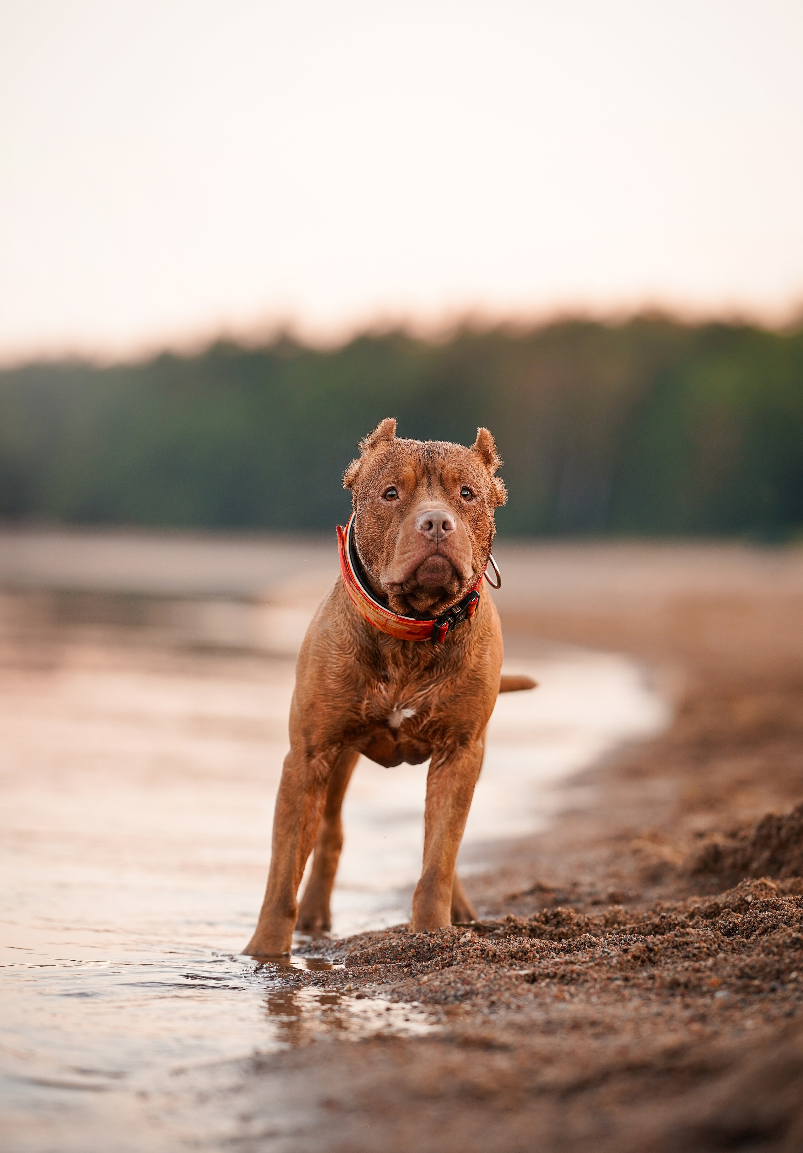 Татьяна Изи и Джем. Фотограф-анималист в Санкт-Петербурге Яна Мартынова
