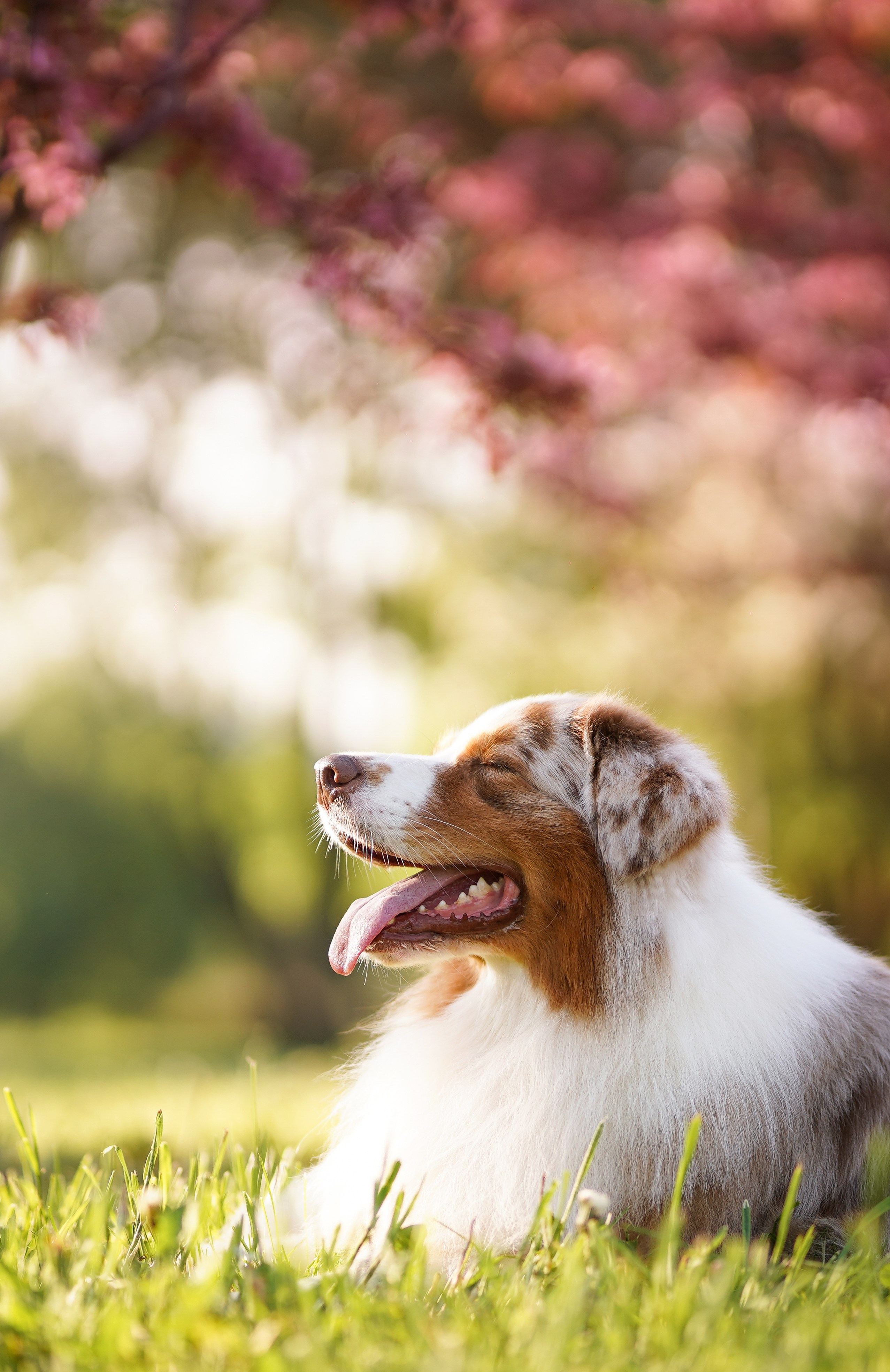 Аусси в Яблоневом саду. Фотограф-анималист в Санкт-Петербурге Яна Мартынова