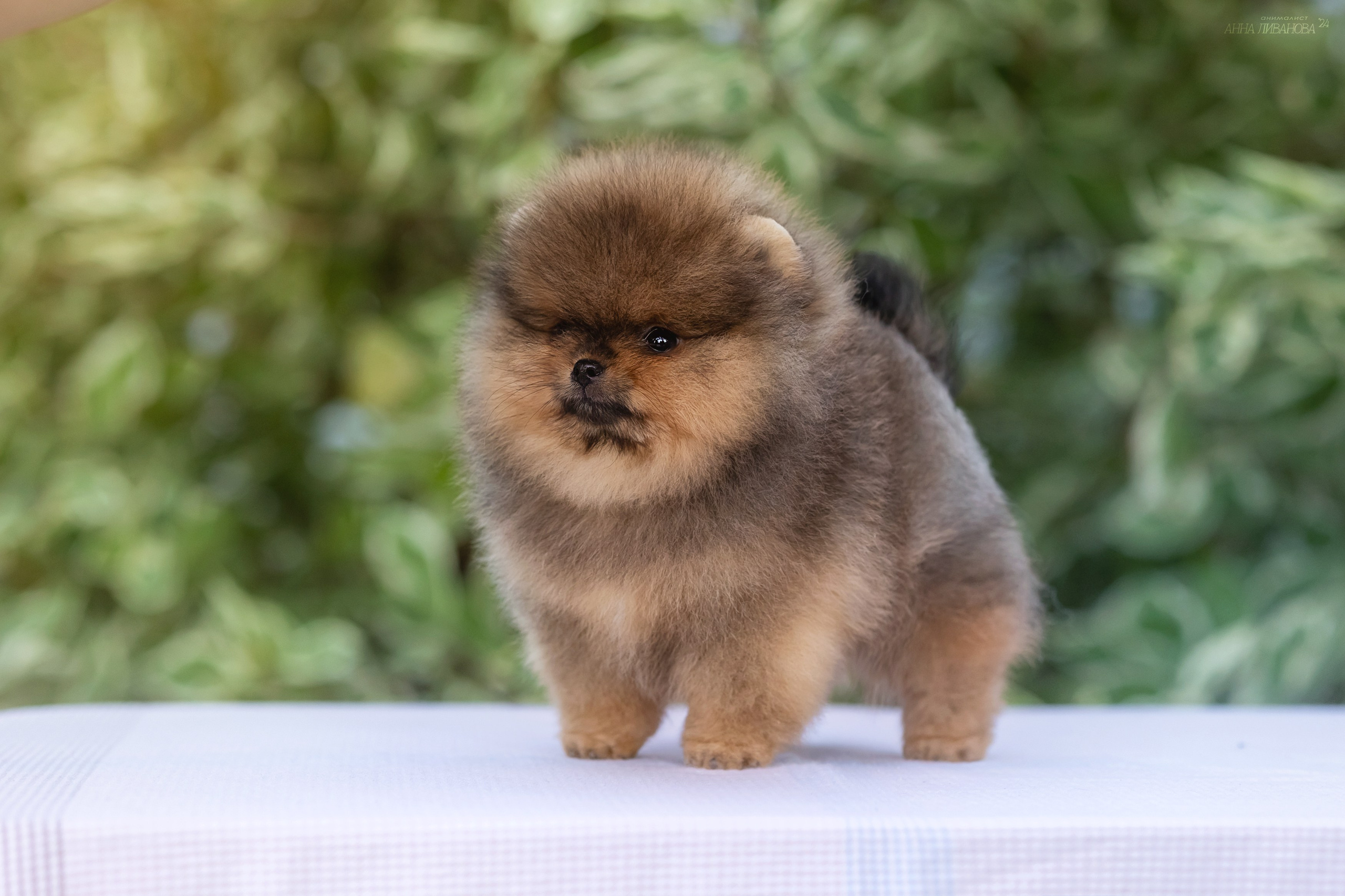 Шпицулики. Фотограф анималист Аня Ливанова | Рыбинск