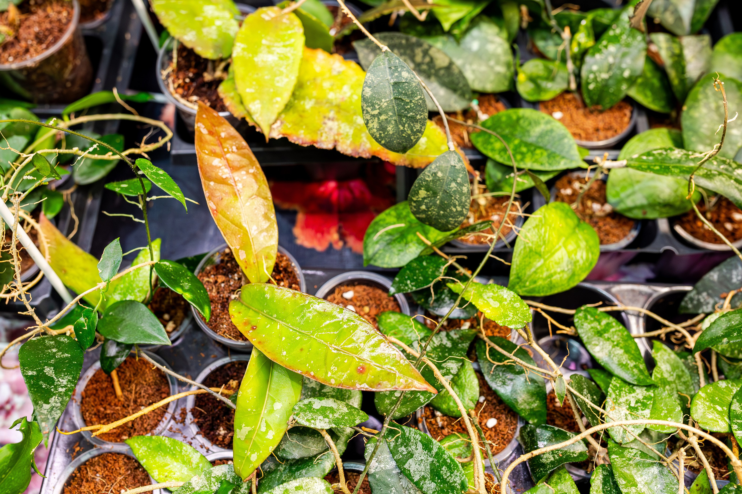 Монстериум апрель 2026. Александра Куликова фотограф, Москва