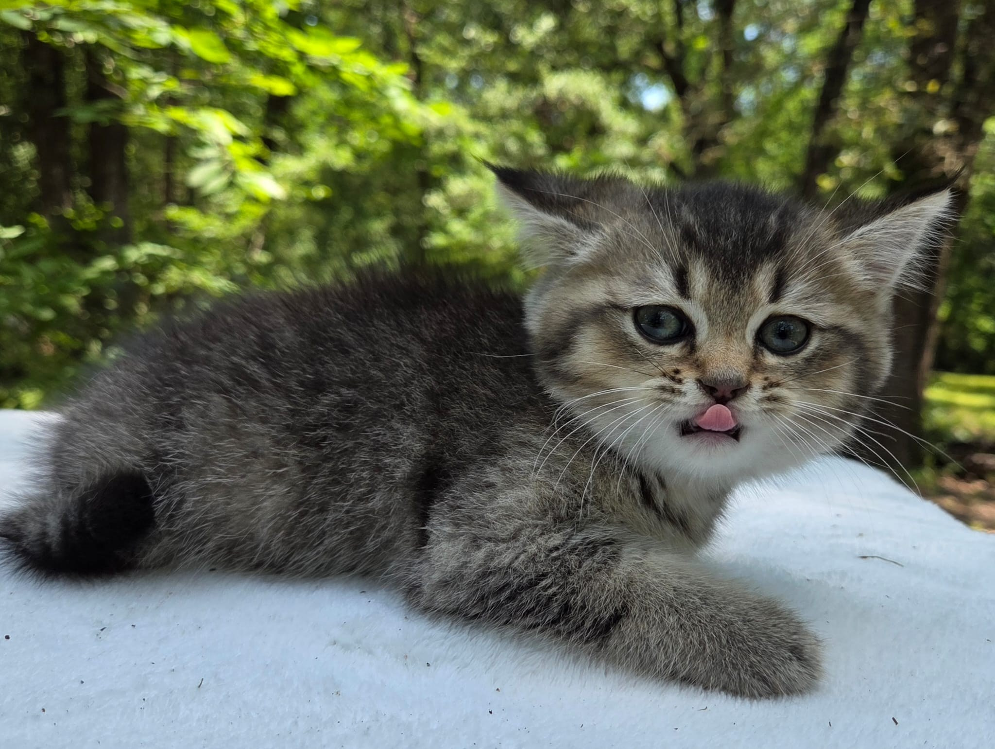 Stesha, female, 04.21.2026, $800. British shorhair Cats