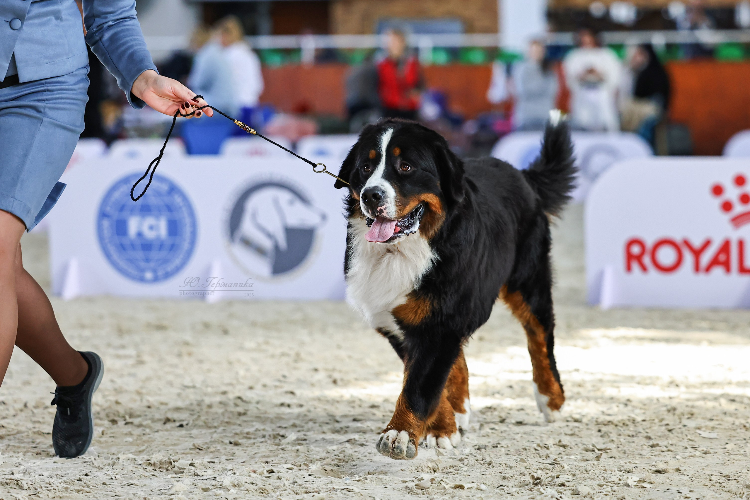 Астана 2хCACIB 26-28.09.2025. Фотограф-анималист Юлия Германика