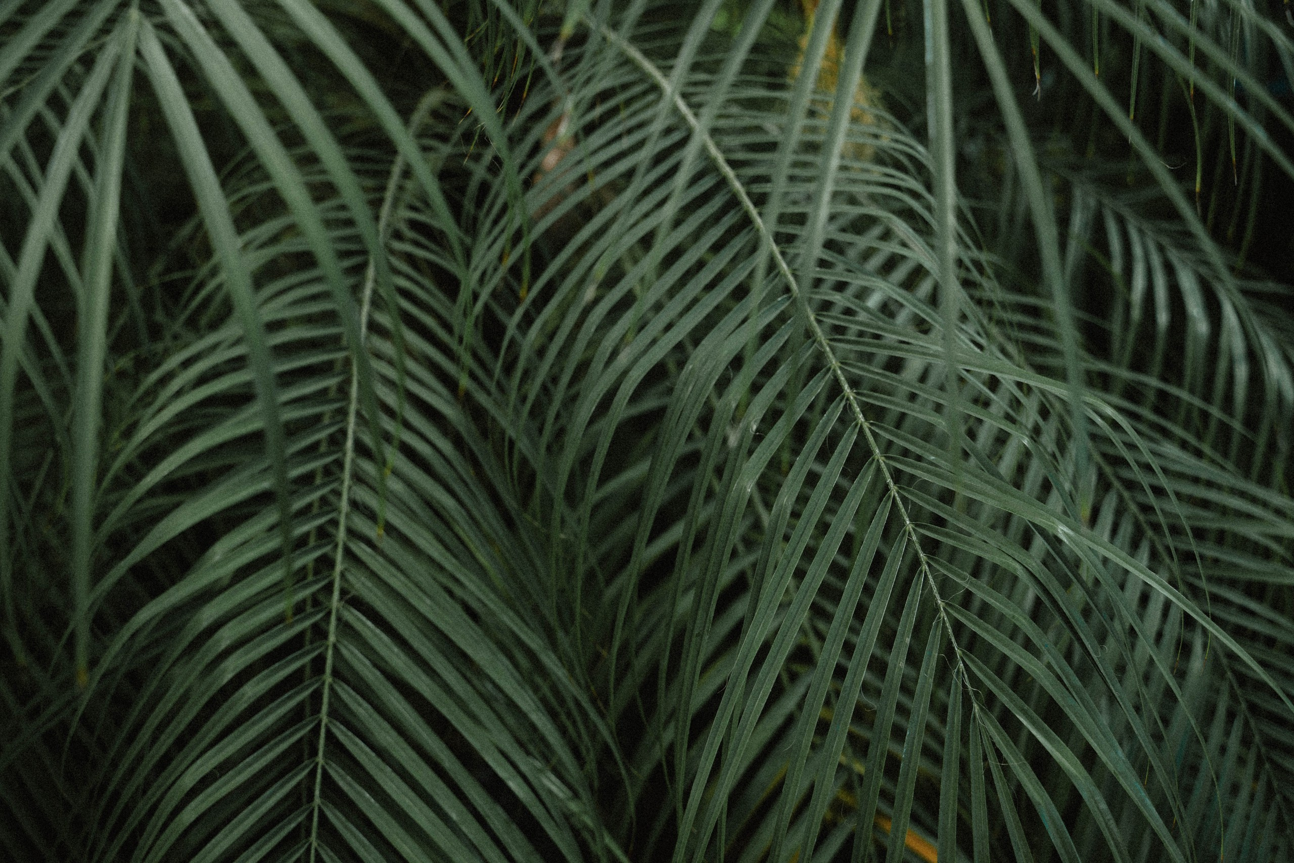 Wedding day #87. Свадебный, семейный фотограф в Рязани Лена Брант