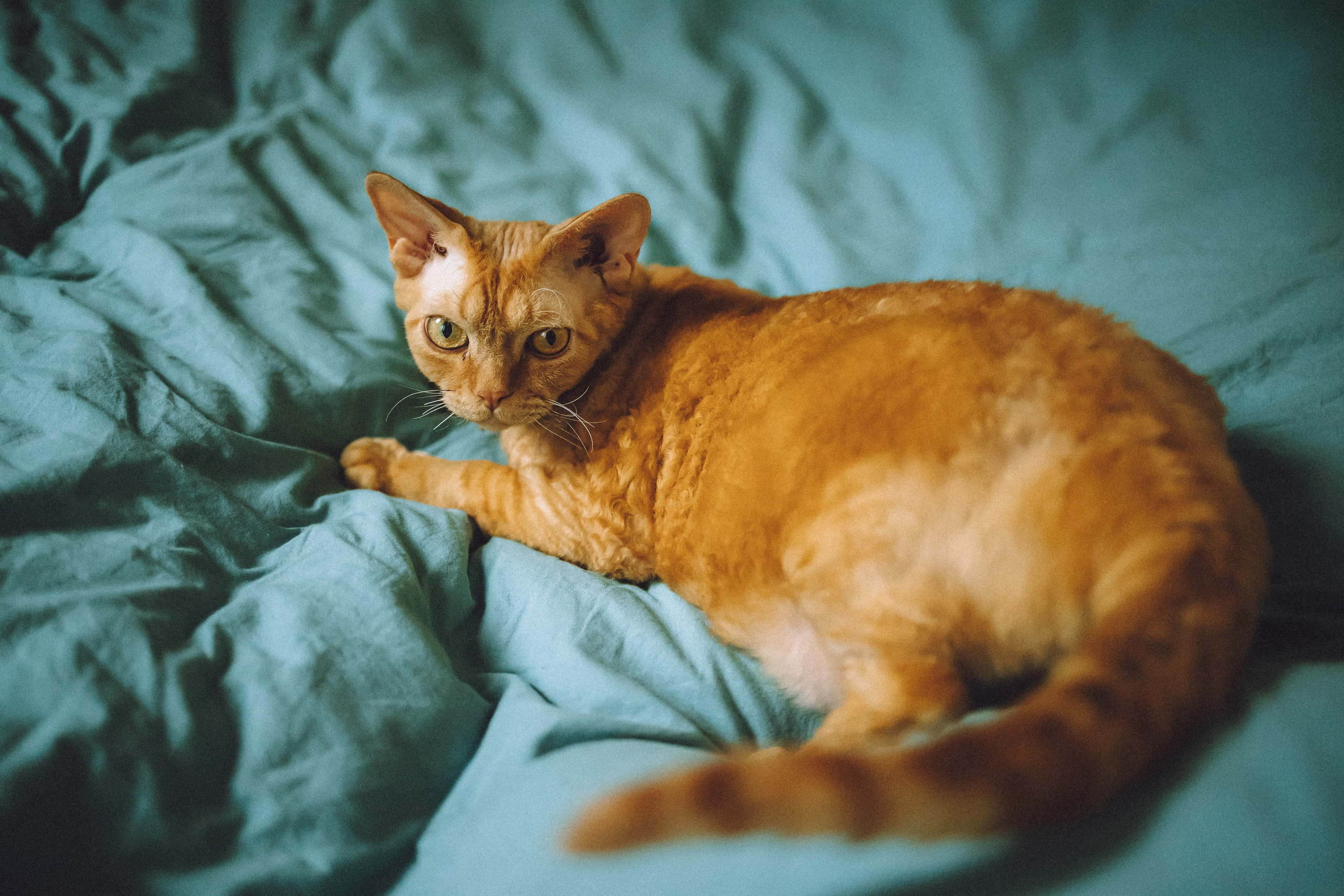 Гречка, Ковш и их семья