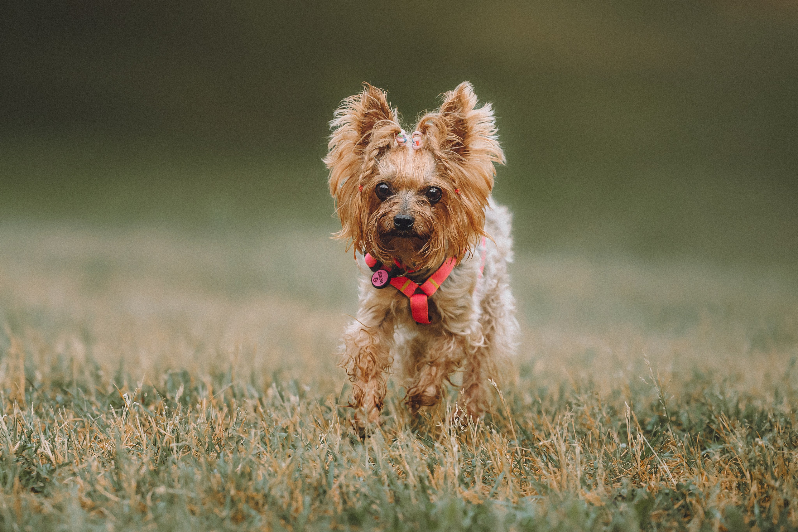 Даша и Дэзи