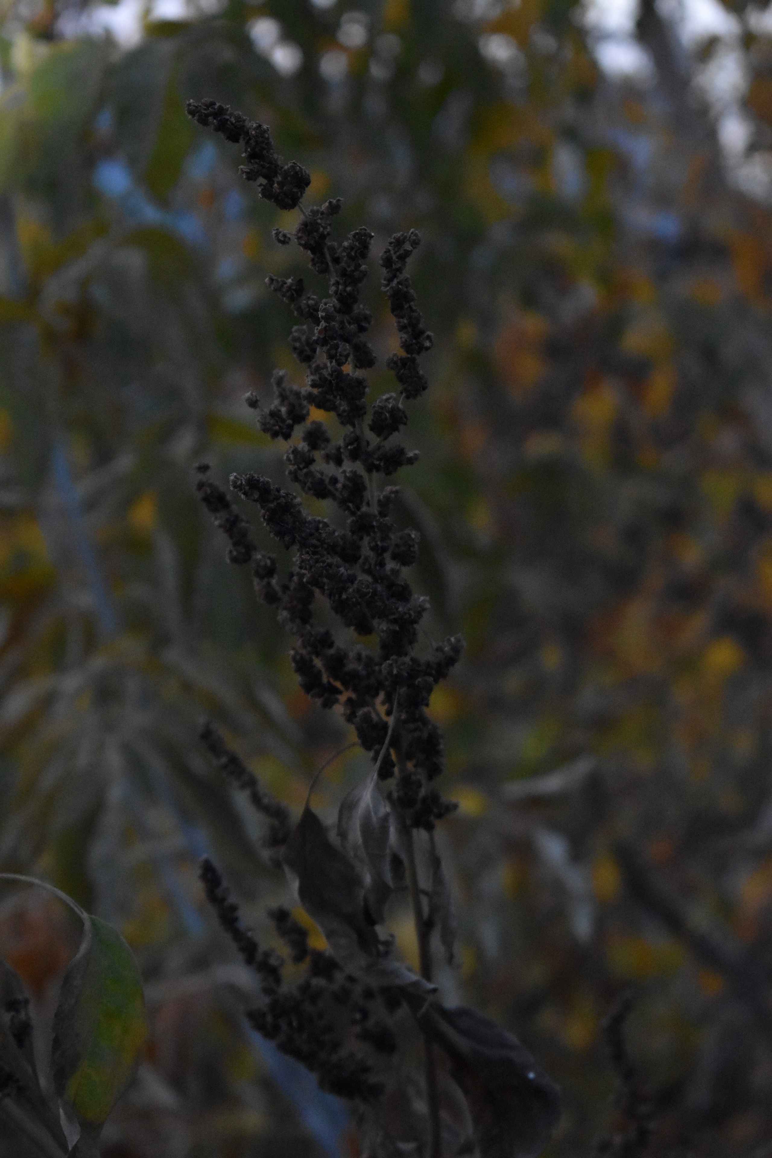 Все что тронуло, миниатюры. Созерцатель. фотографирую что тронуло и впечатлило. самарская область