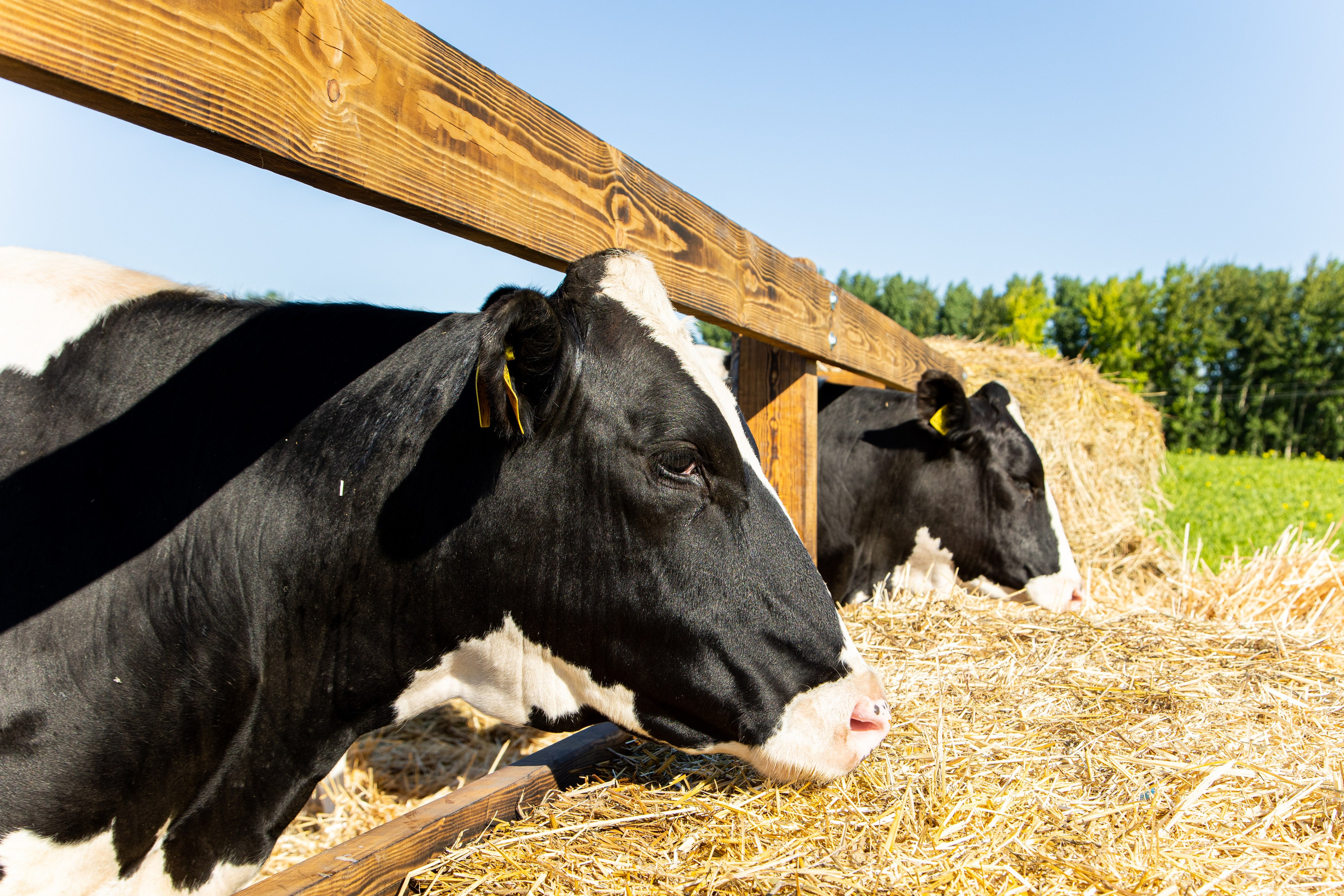 День Поля 2022. Владислав Волков | Фотография и видеосъемка в Воронеже