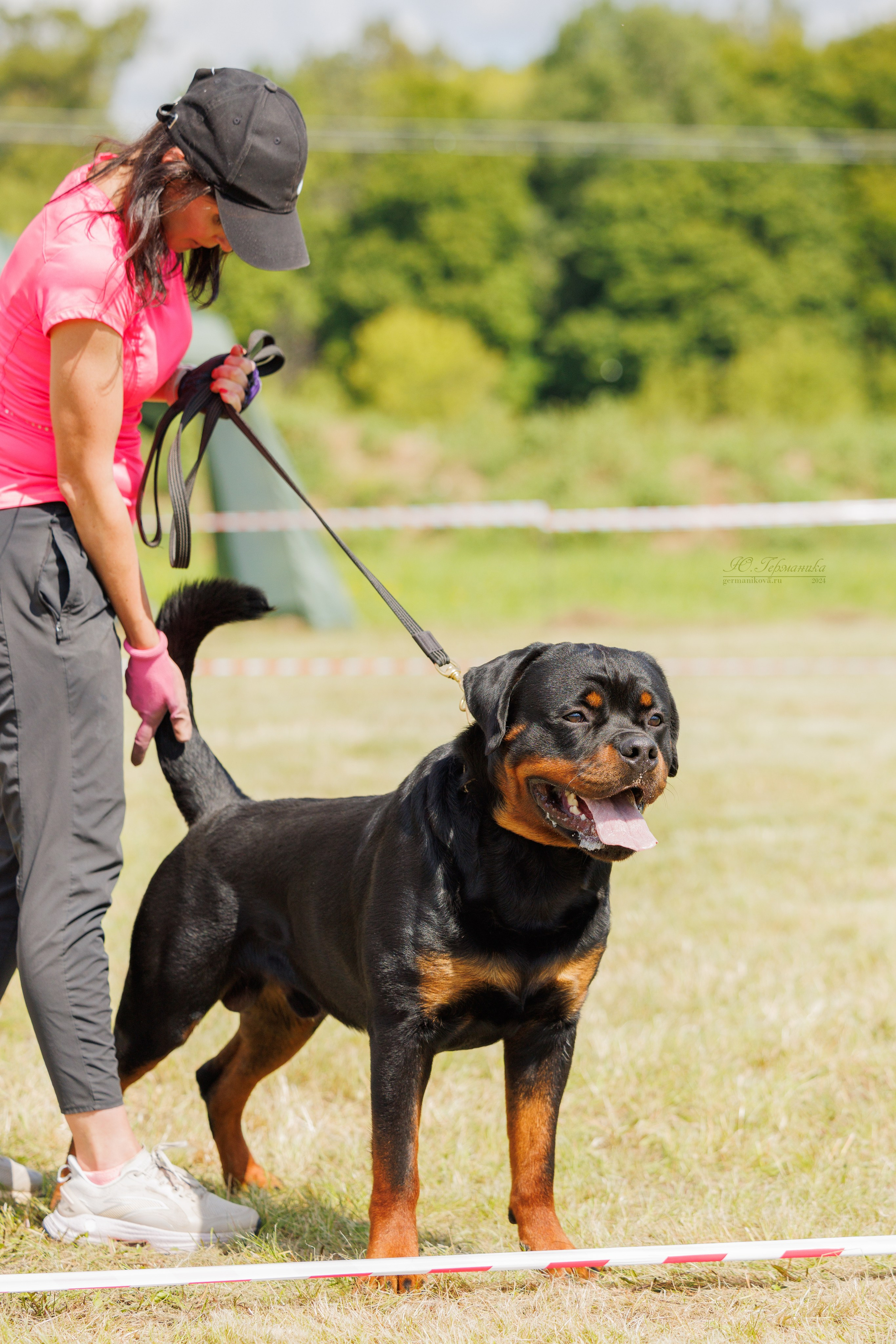 Рязань-Ховрино 10-11.08.2024 3хмоно ротвейлеров. Фотограф-анималист Юлия Германика