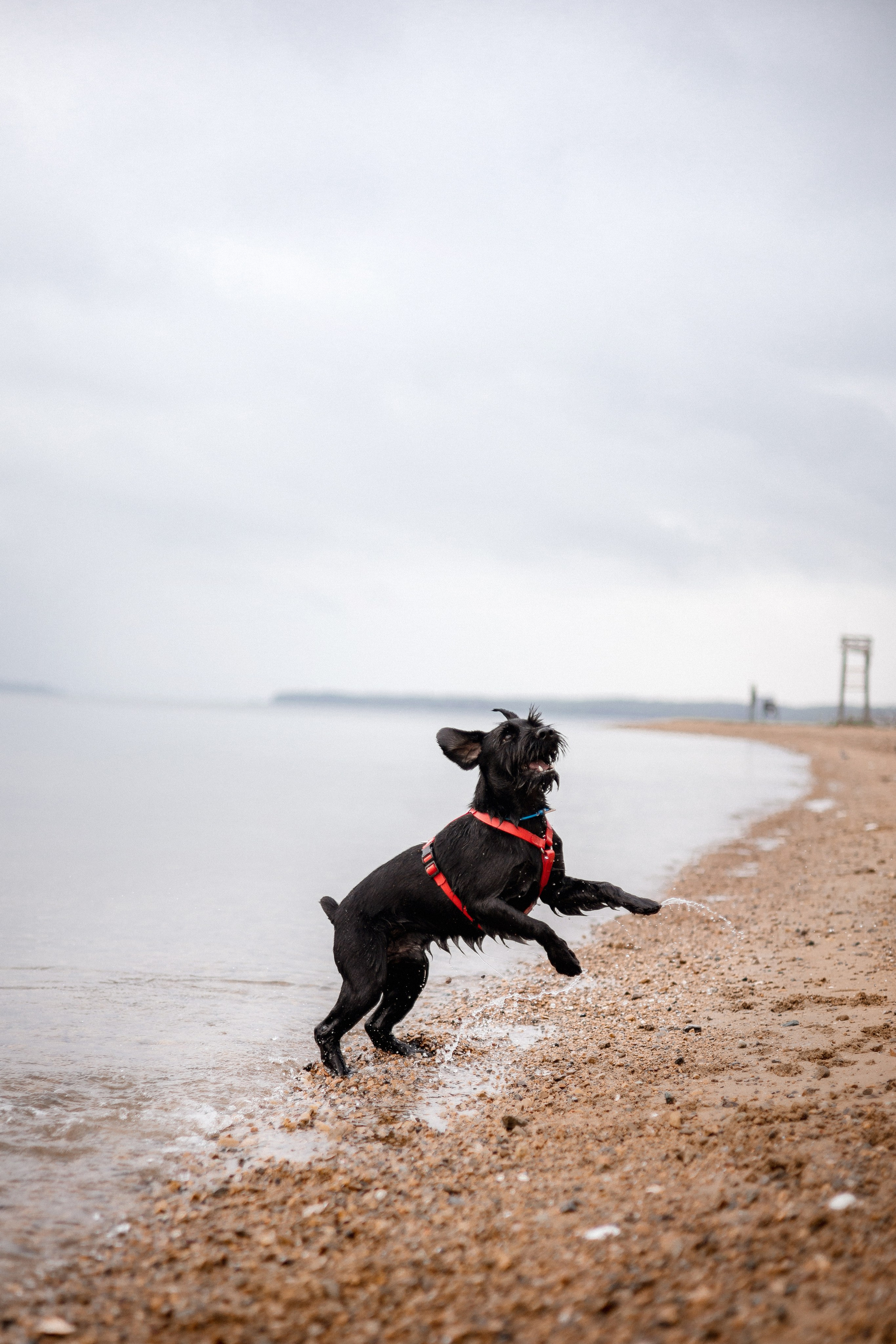 Екатерина и Вольт. Фотограф — анималист Владивосток, Алина