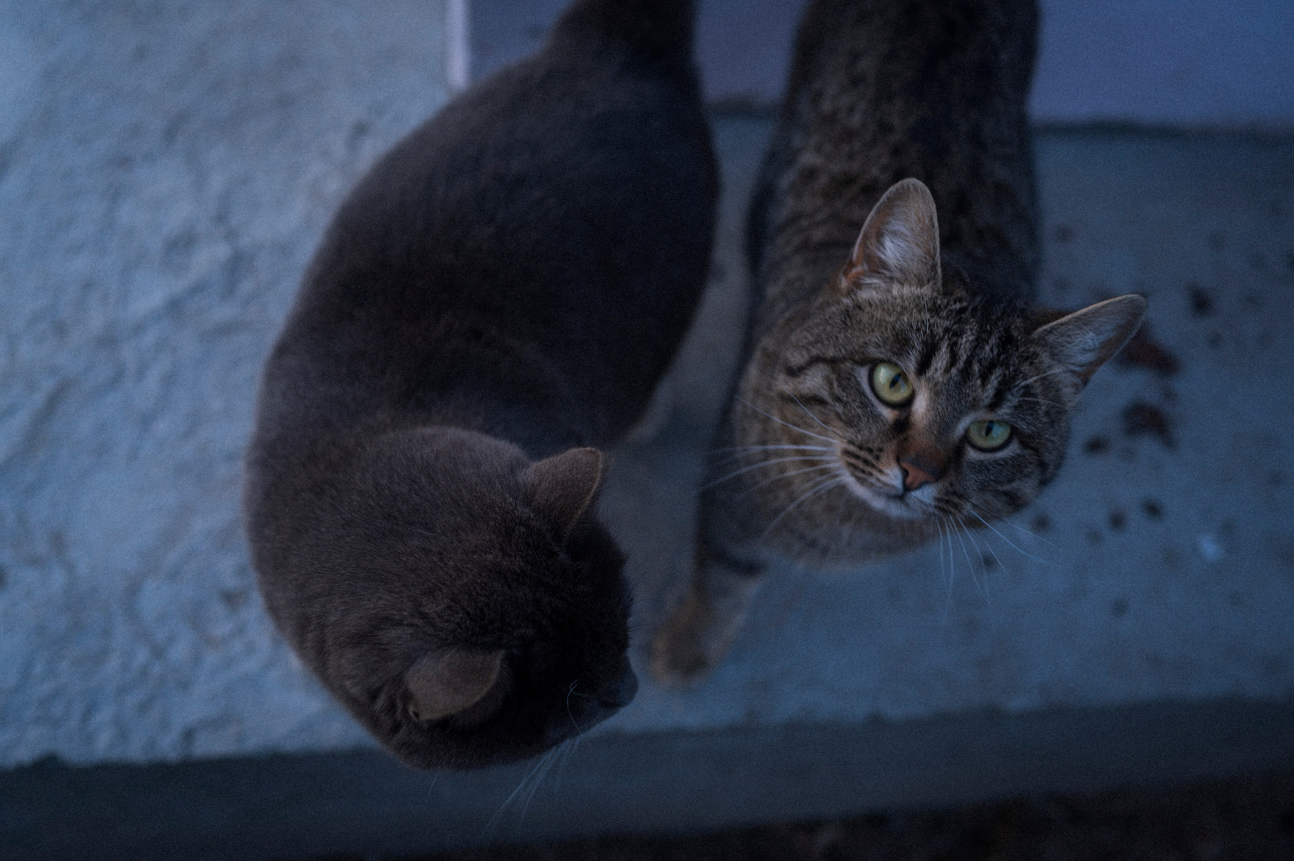 Late Honeymoon. Kartascheff