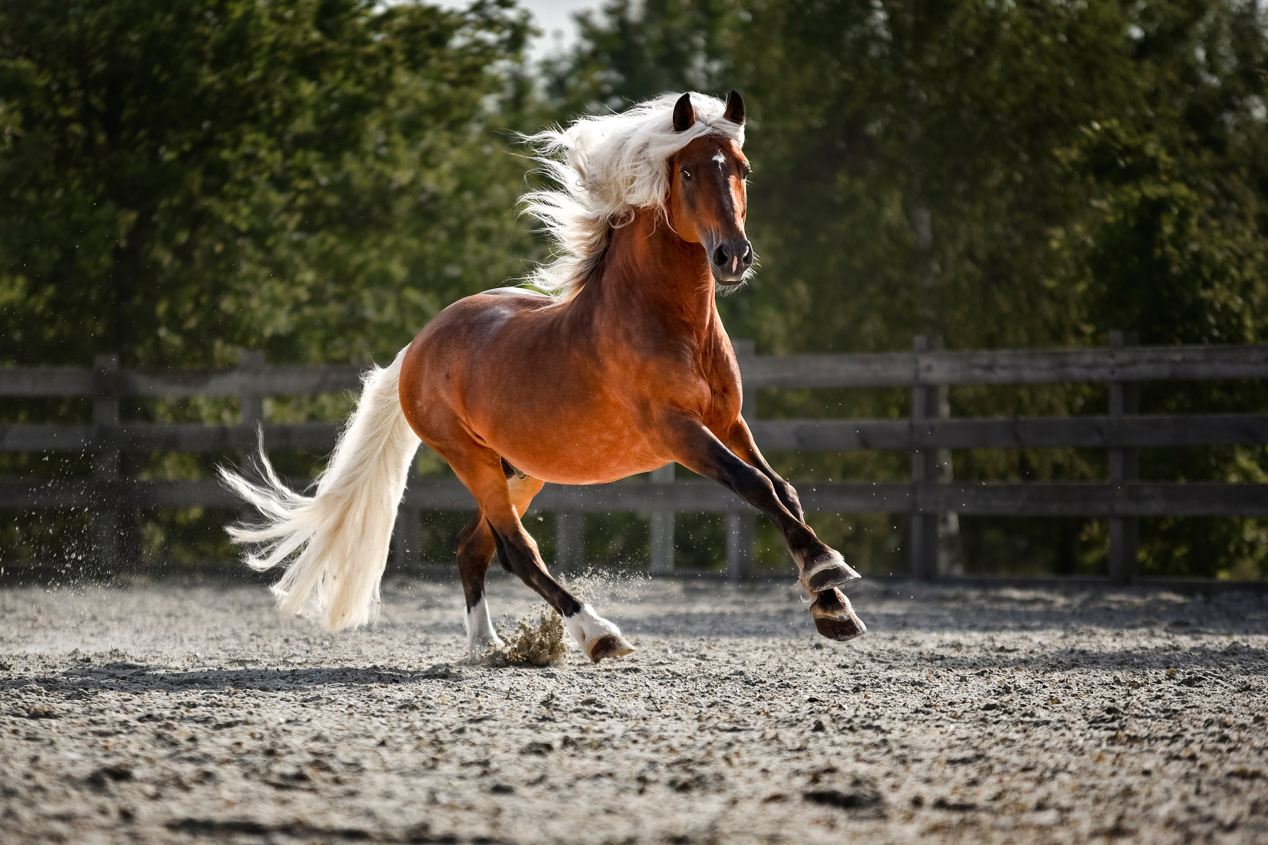 Лошади на свободе, съемка лошадей, экстерьерная съемка, фотосессия