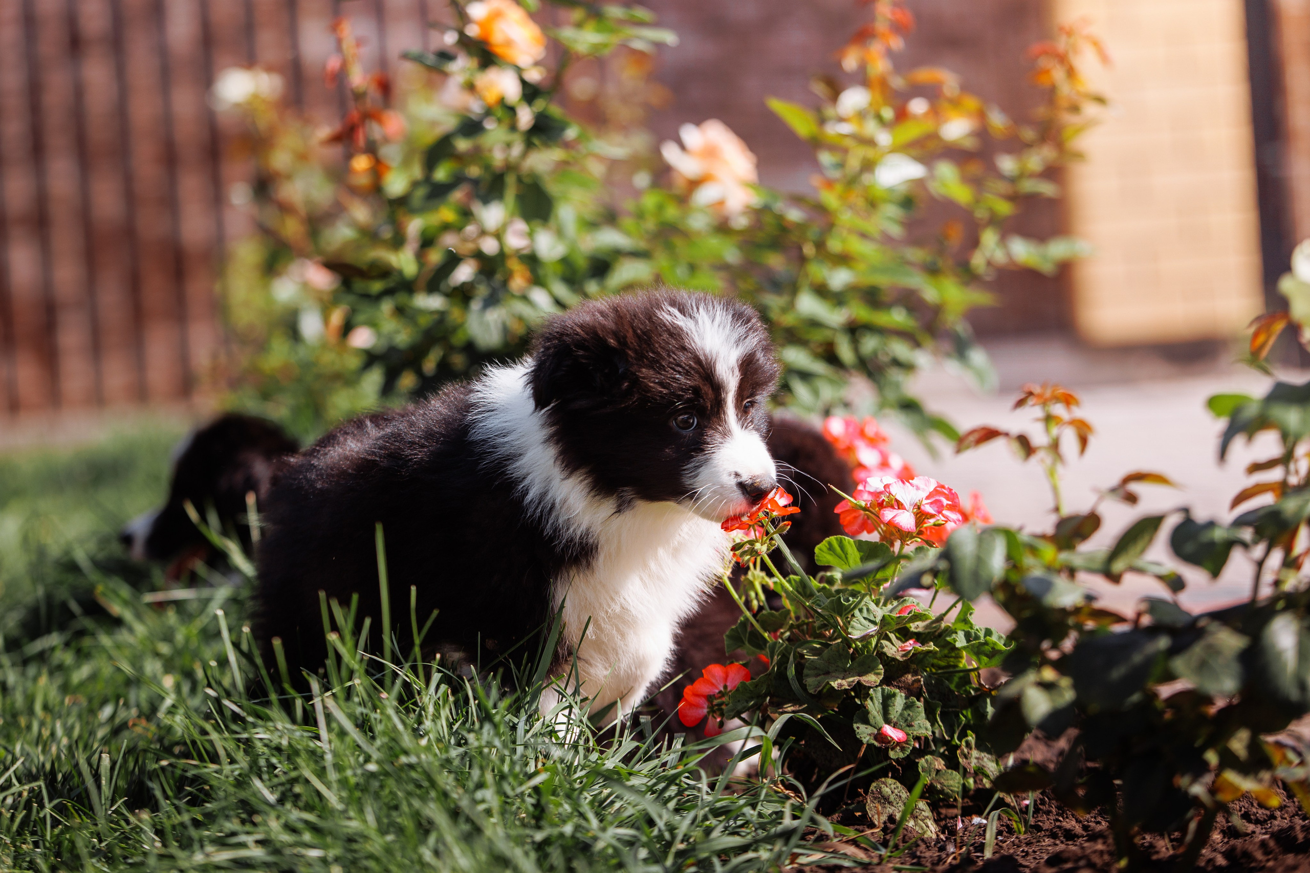 МММ — маленькое мягкое милое. О нас