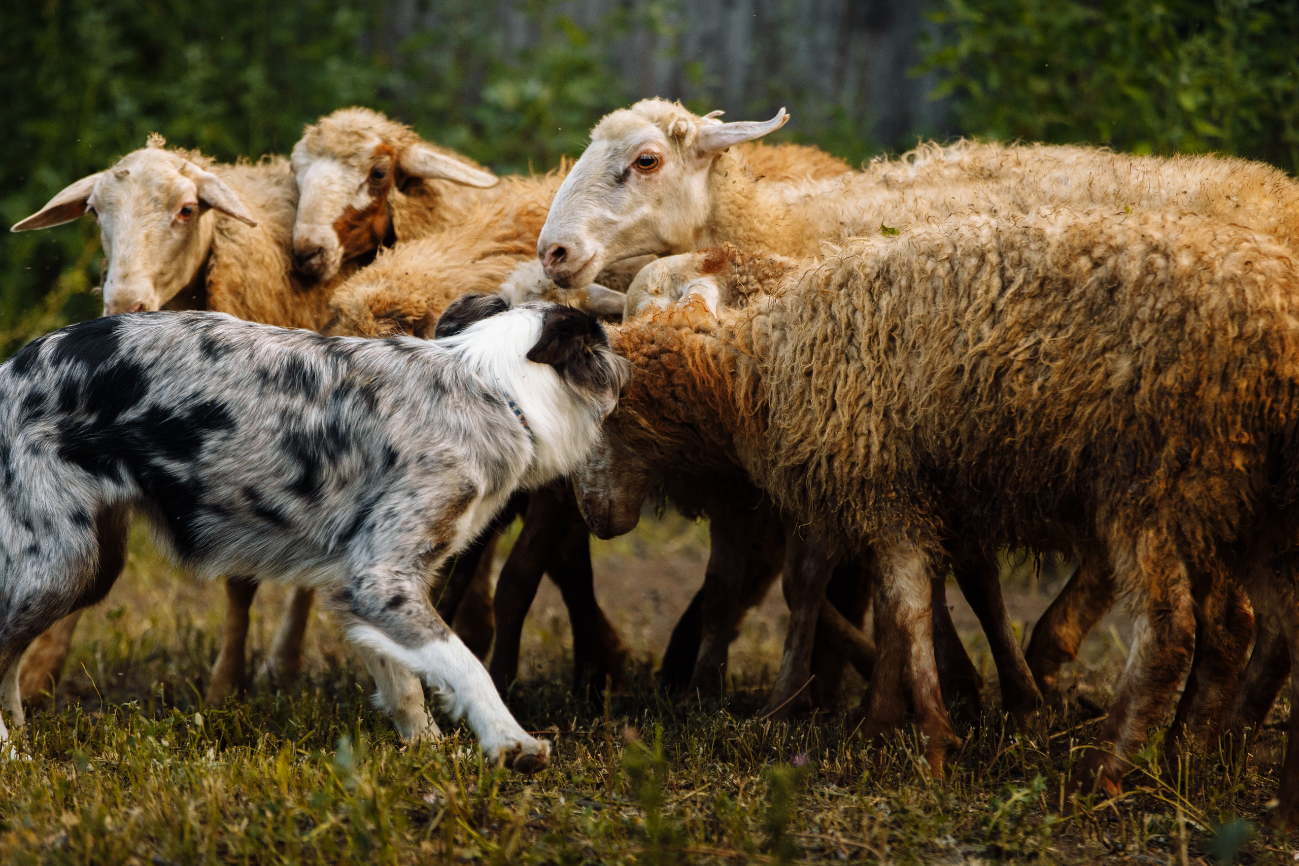 Овечий день. О нас