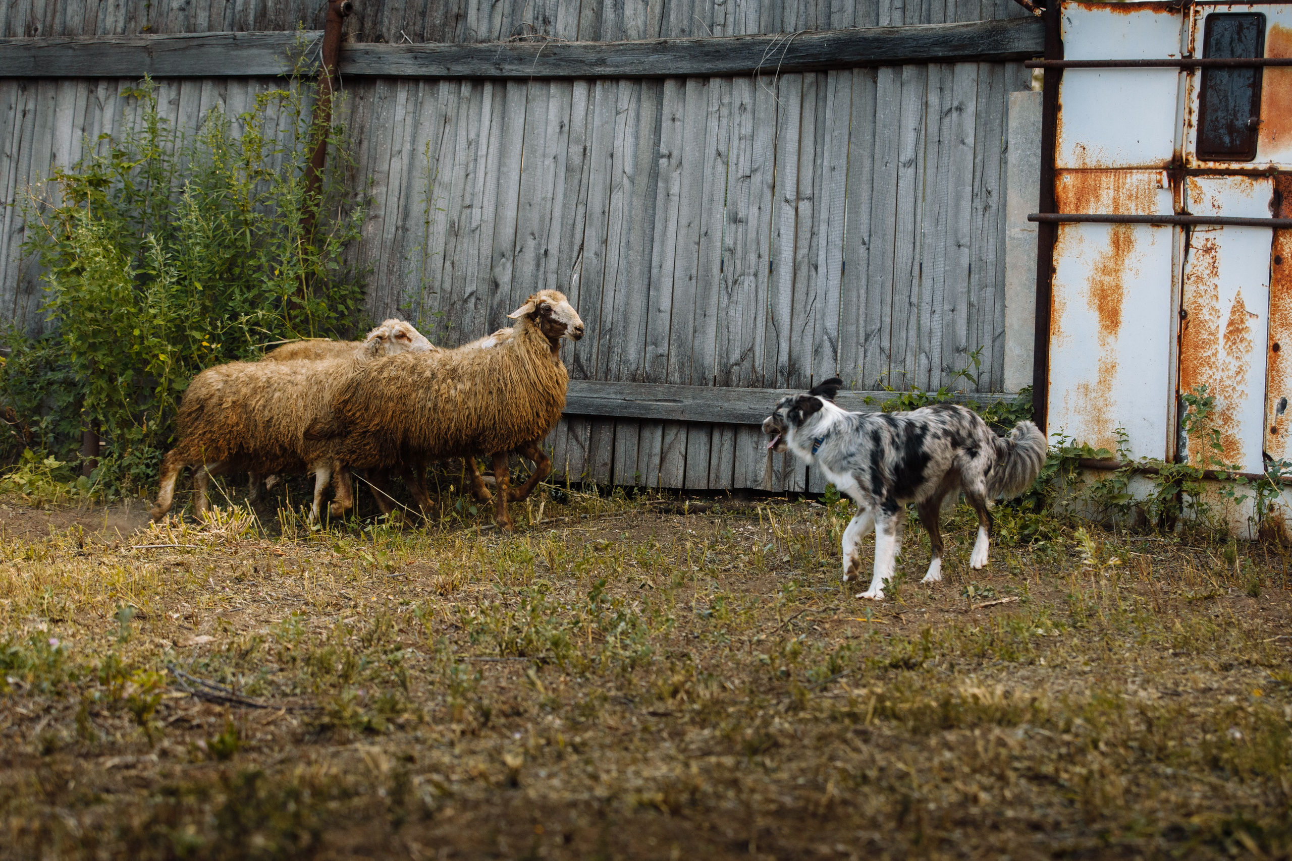 Овечий день. О нас