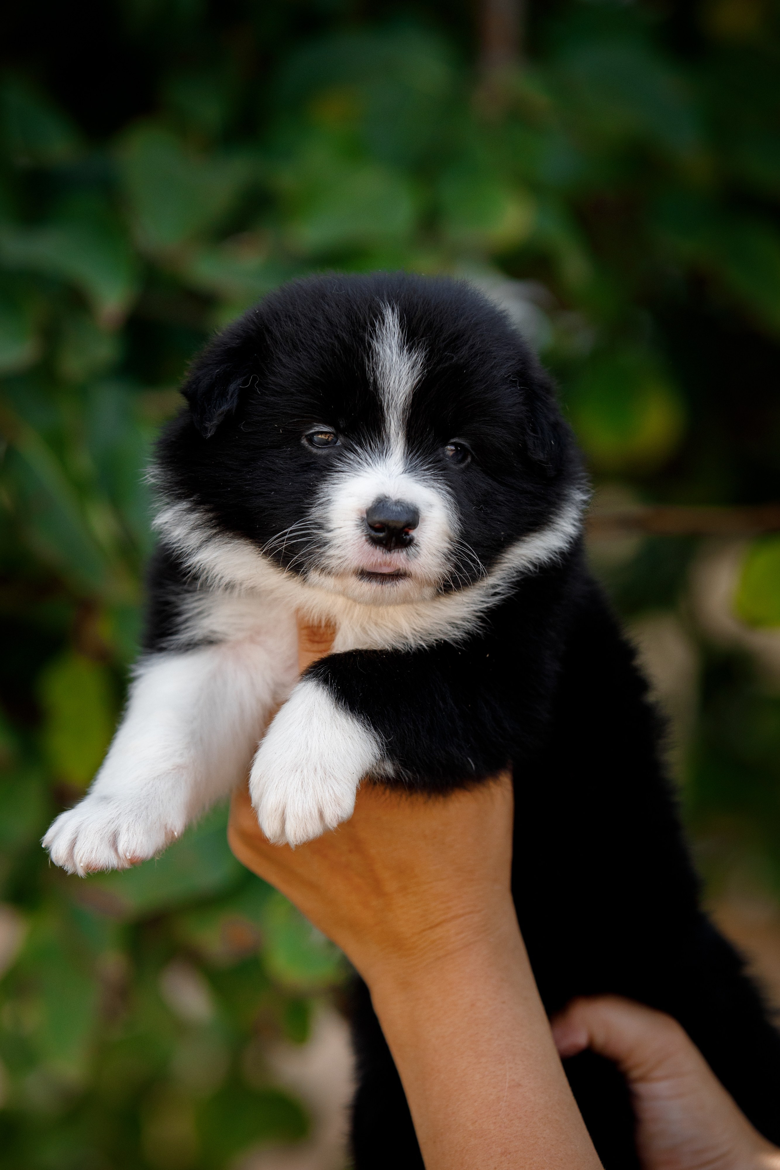 Смешарики. О нас