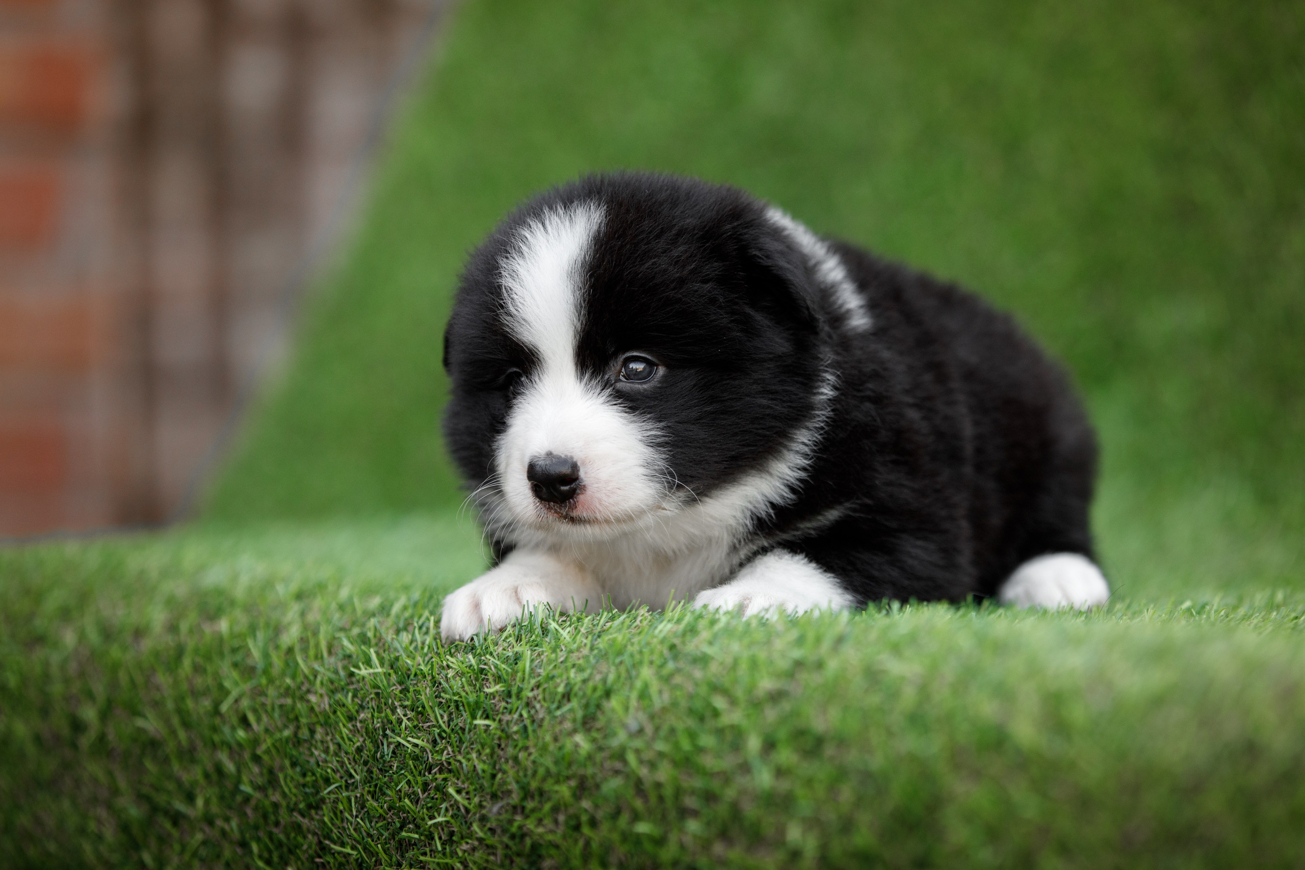 Смешарики. О нас