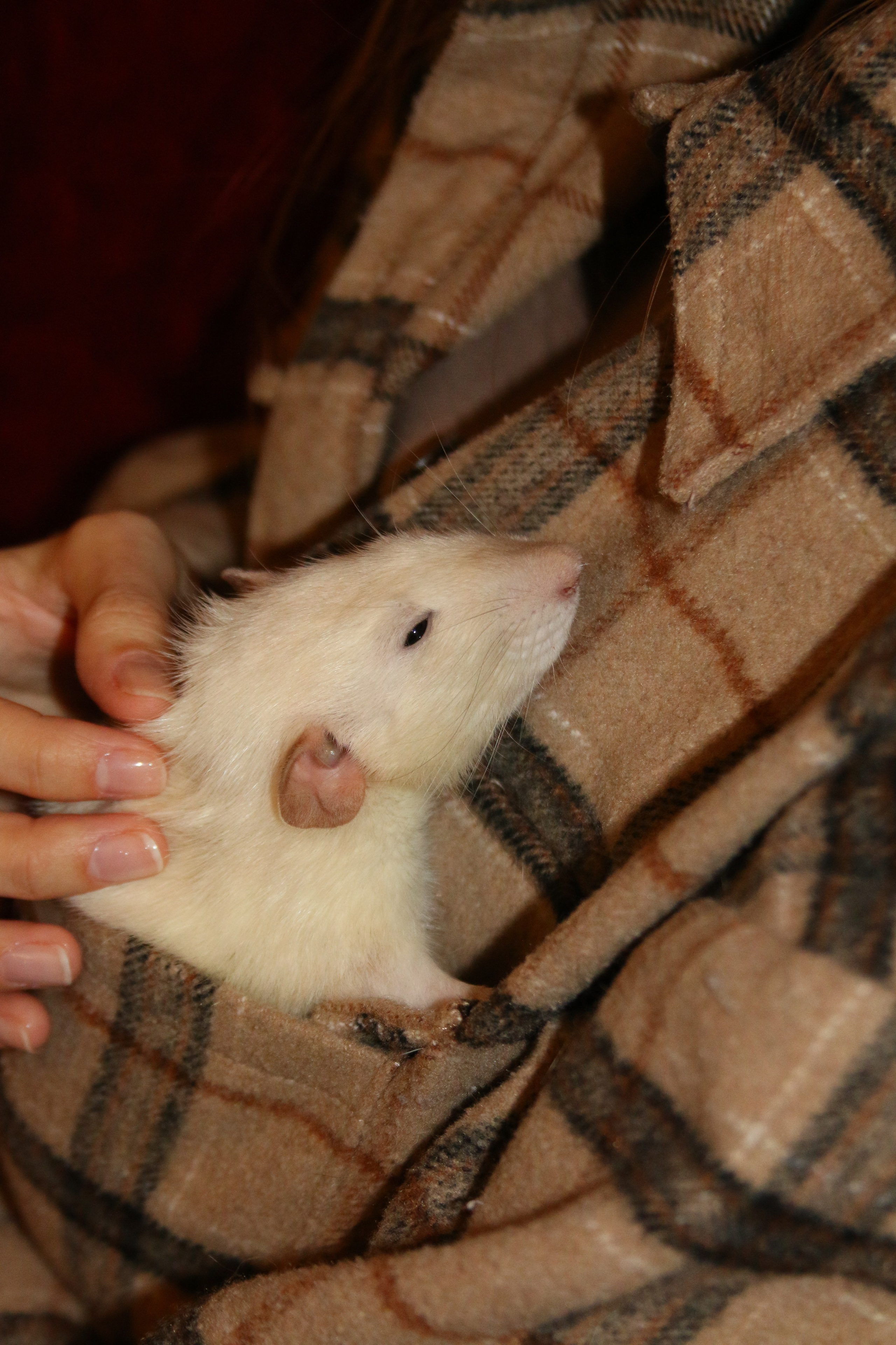 Съемка с питомцем