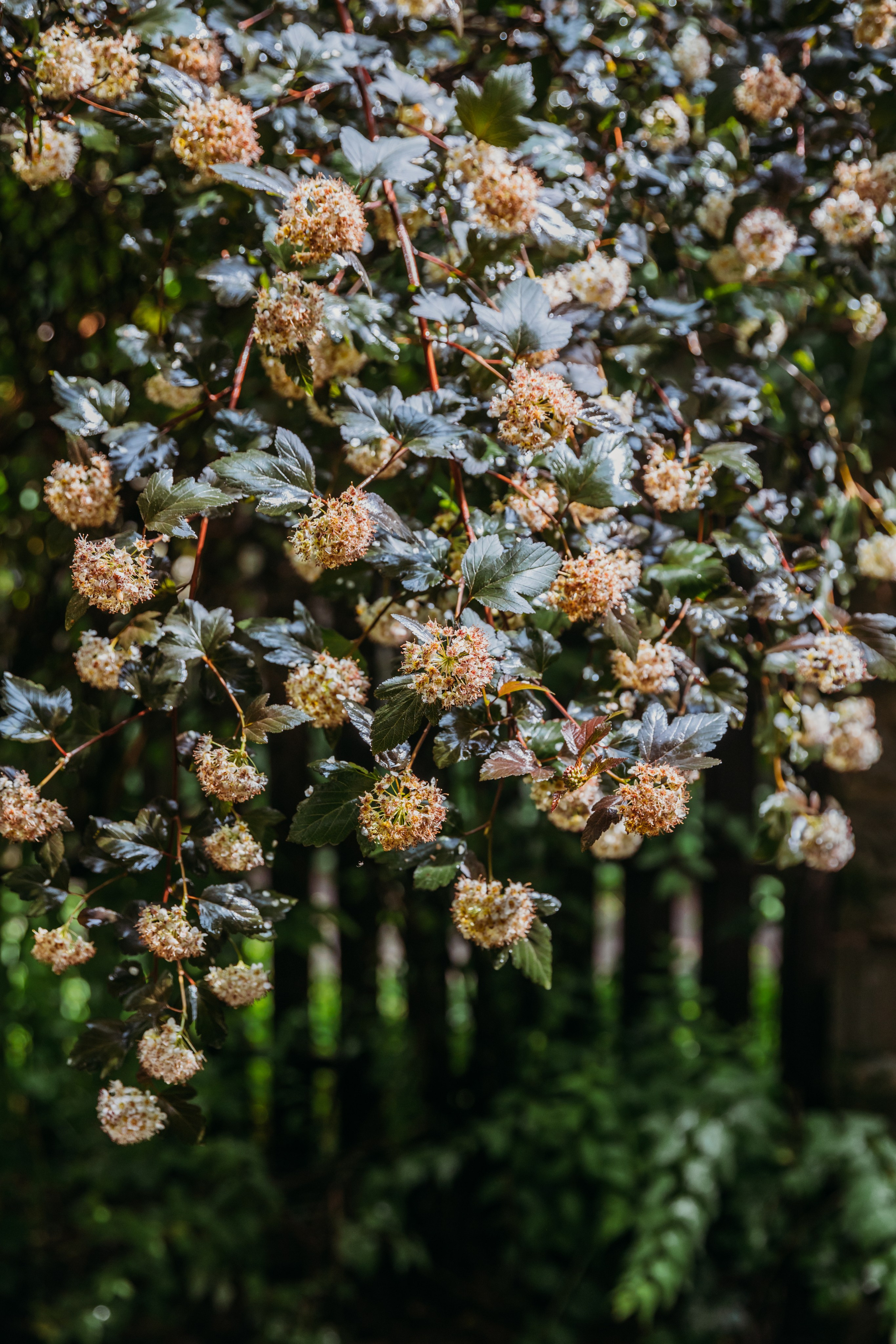 Родные люди «На дачу к Дмитрию Абрикосову». Леся Гаранина. Семейный фотограф/видеограф Москва и область