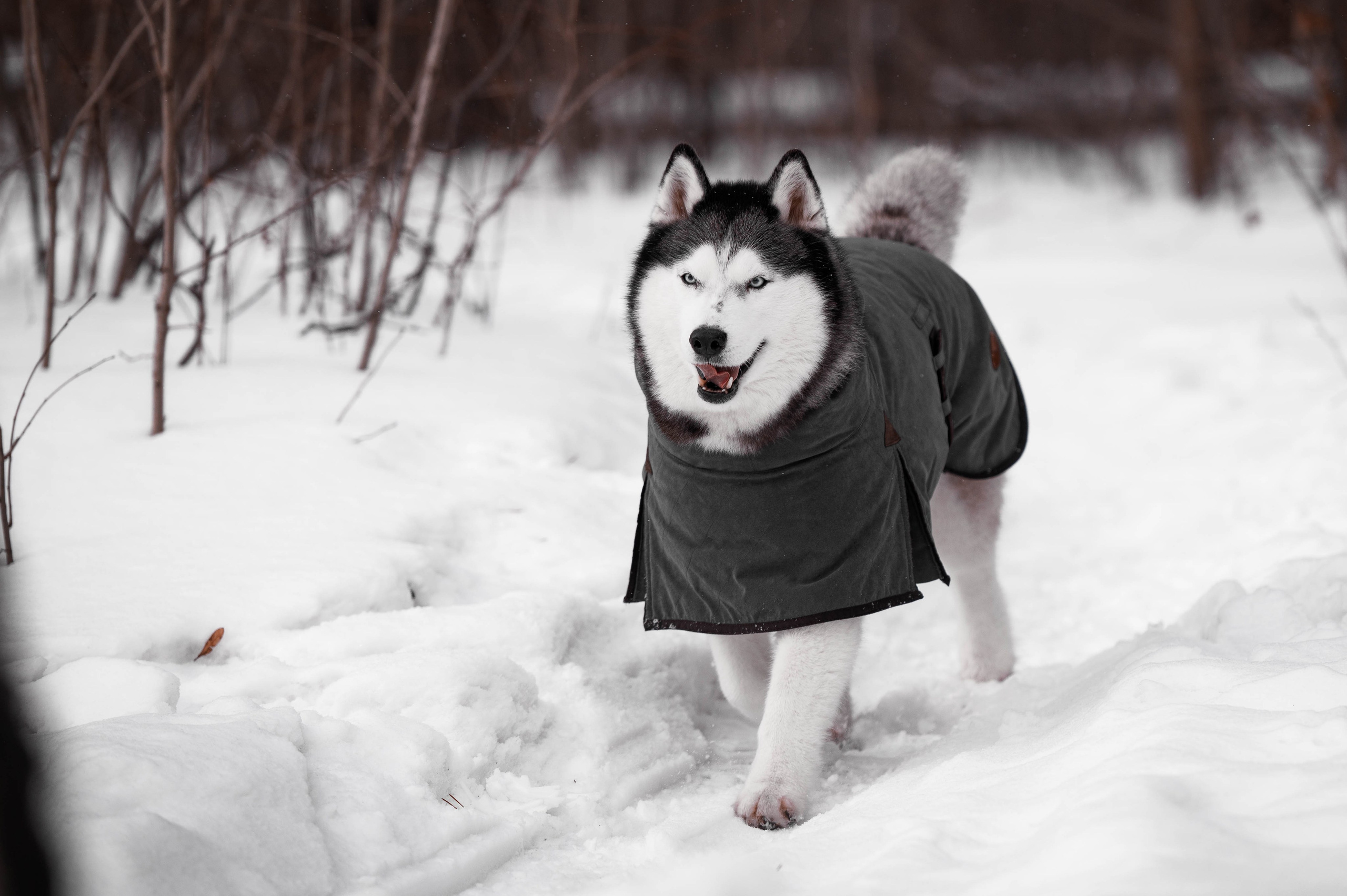 Шанель. Фотограф-анималист