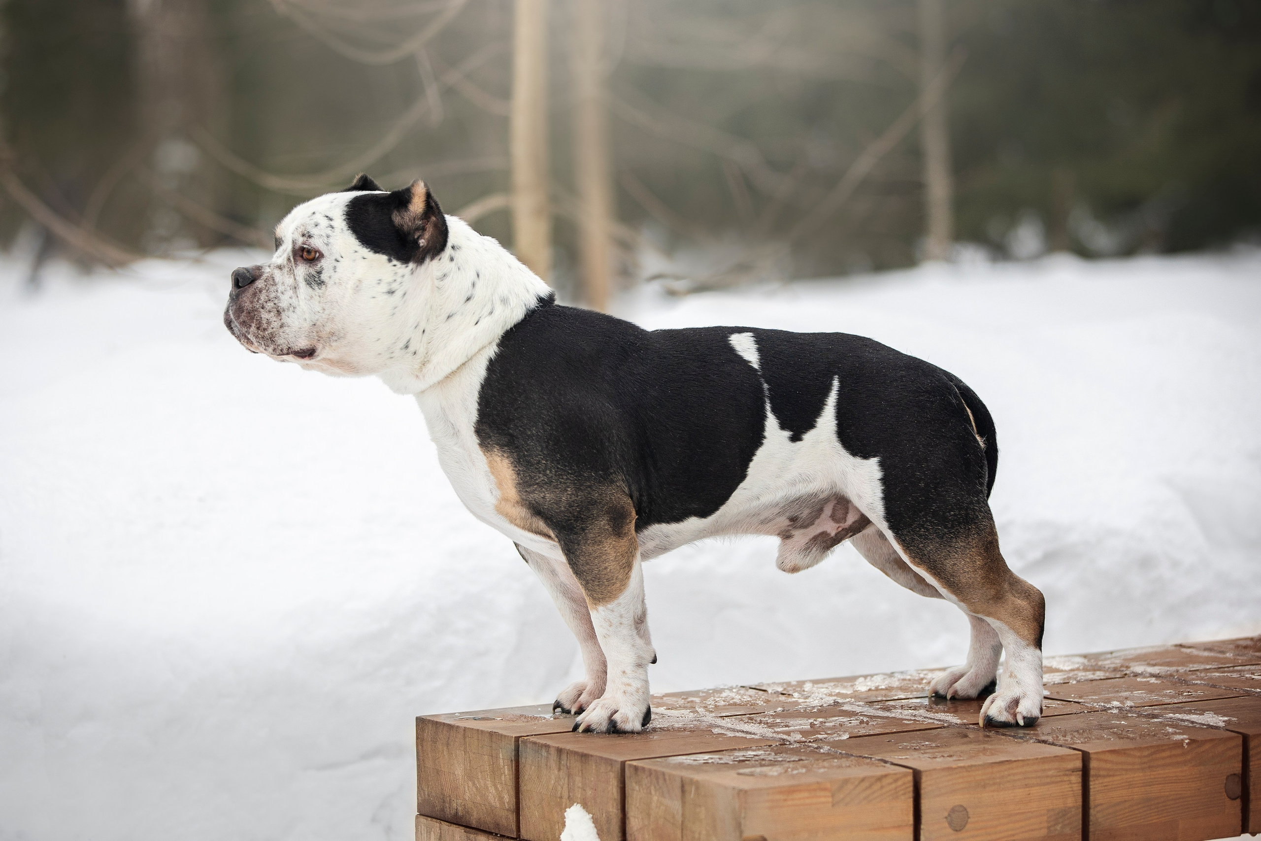 Американские булли. Фотограф анималист в Москве Майорова Евгения