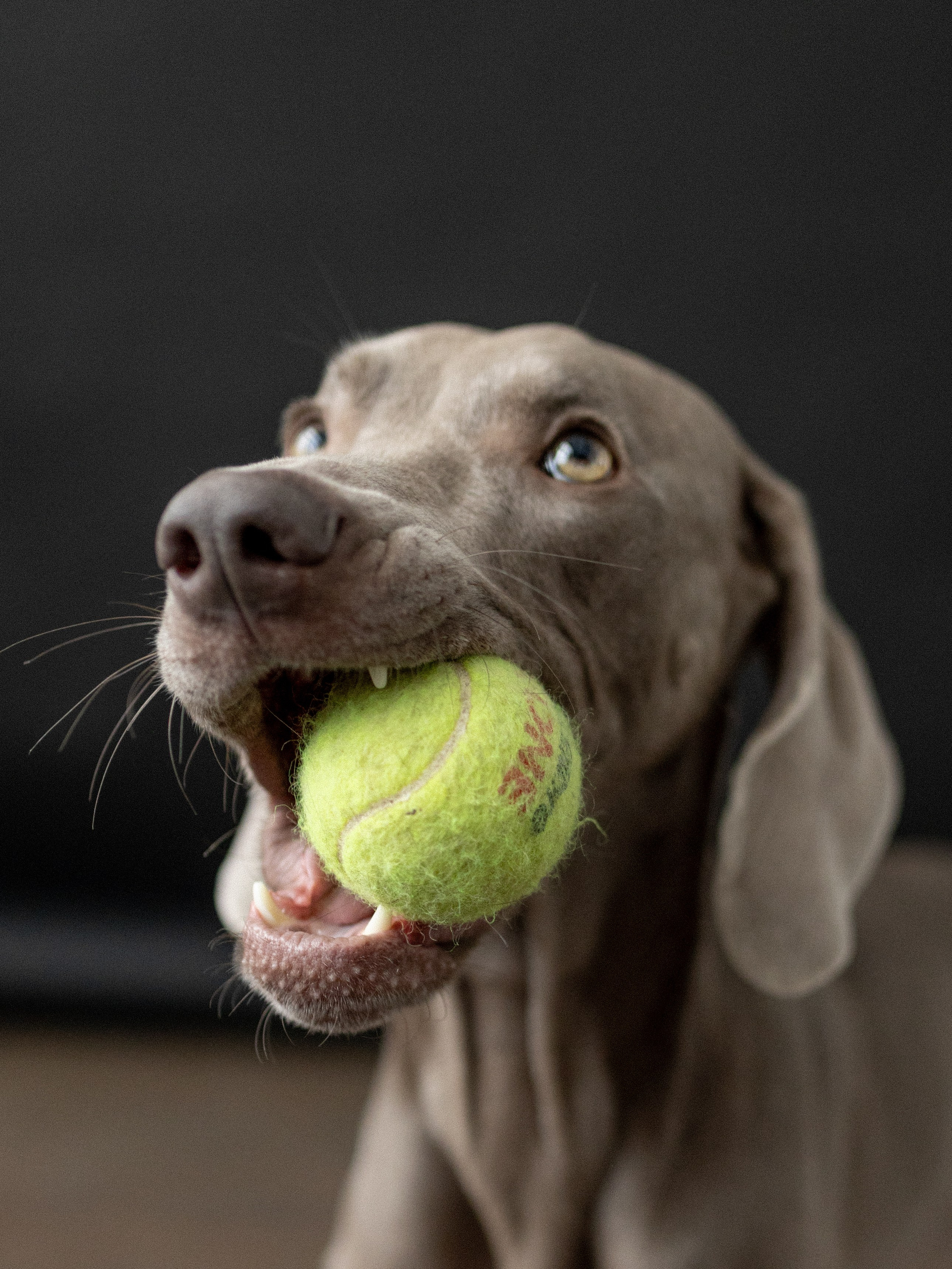 Сенча и Даша. Фотограф-анималист в Москве Кириллова Татьяна