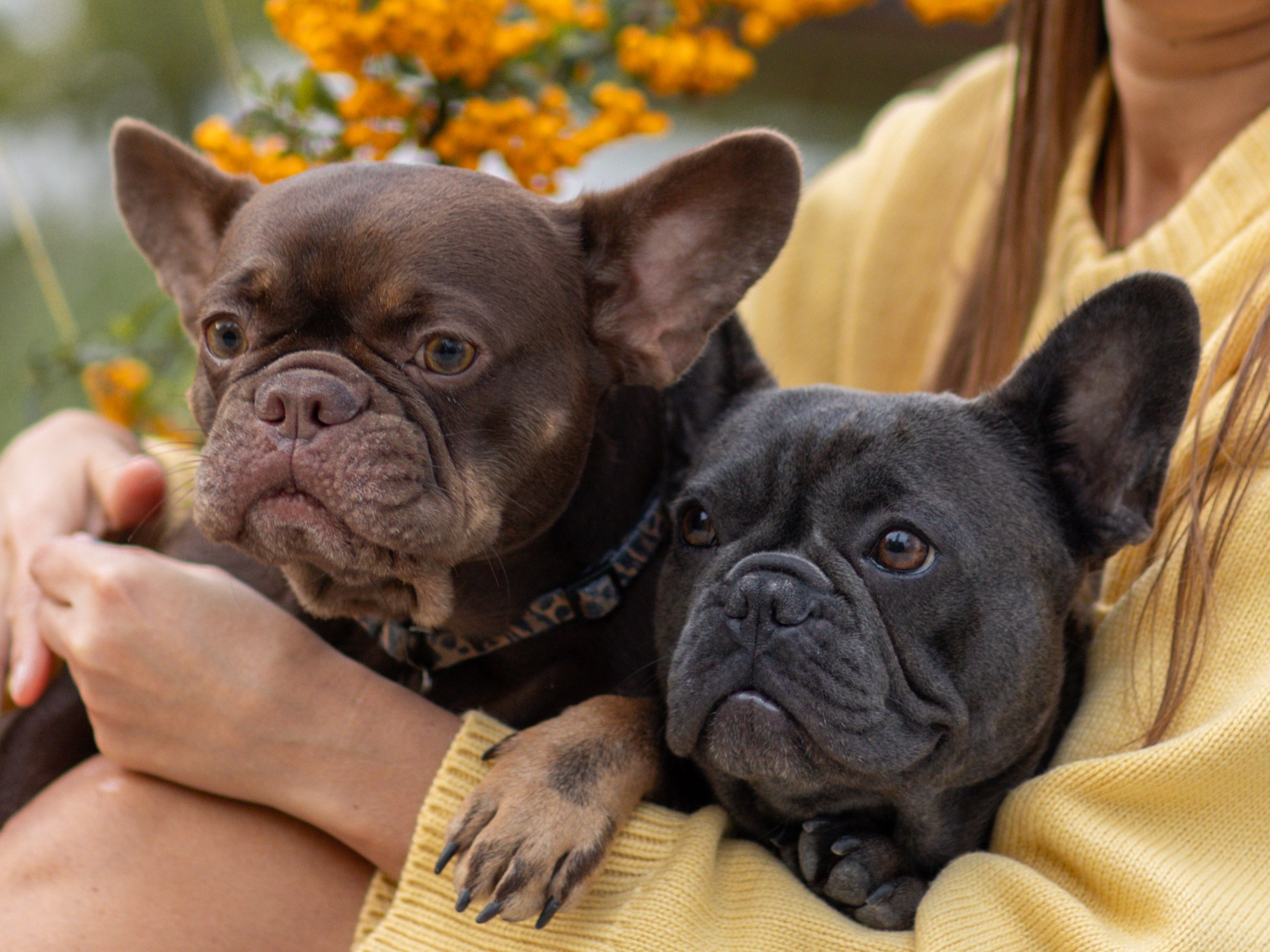 Нелли Буня и Луня. Фотограф-анималист в Москве Кириллова Татьяна