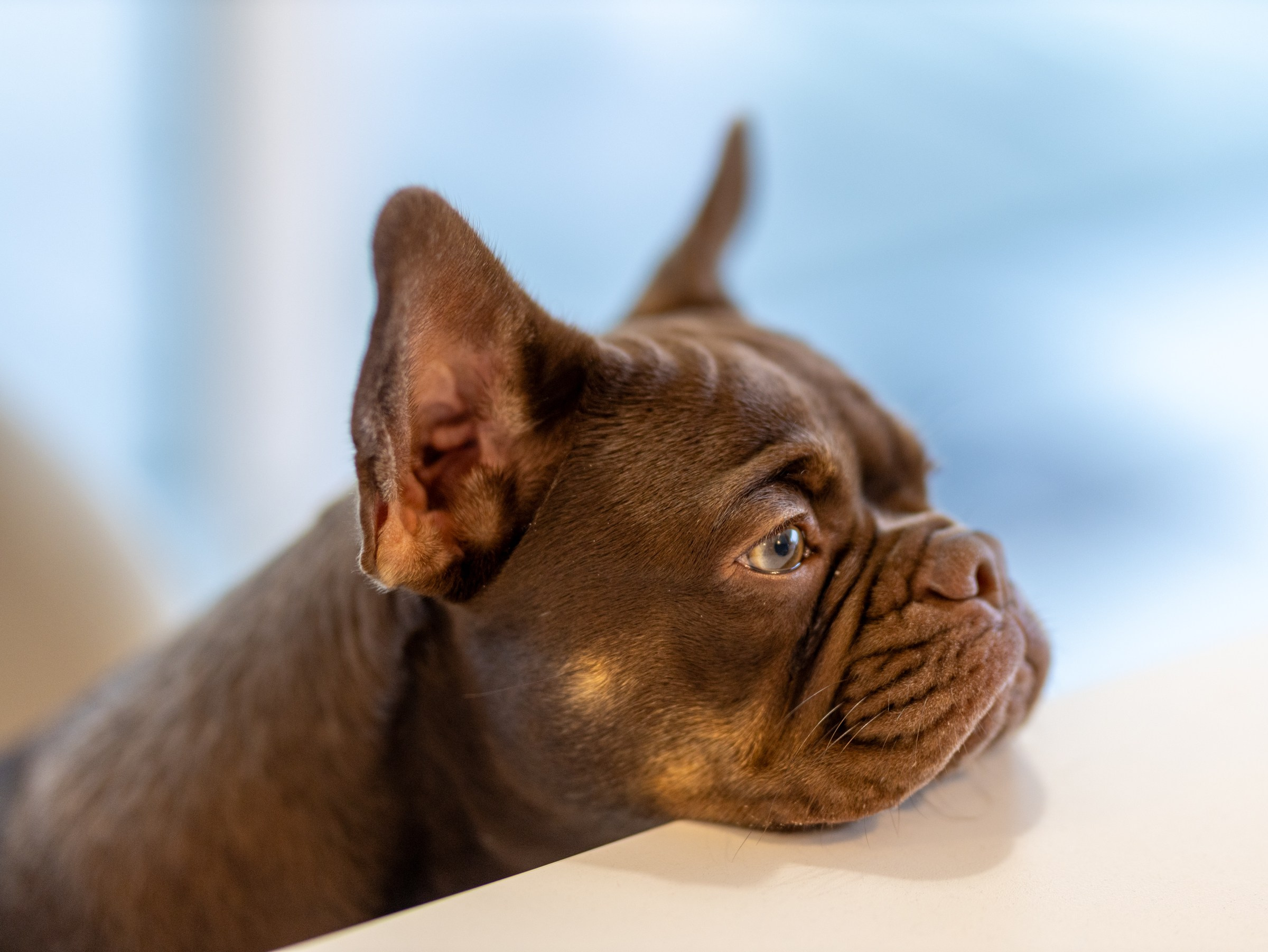 Семейный завтрак. Фотограф-анималист в Москве Кириллова Татьяна