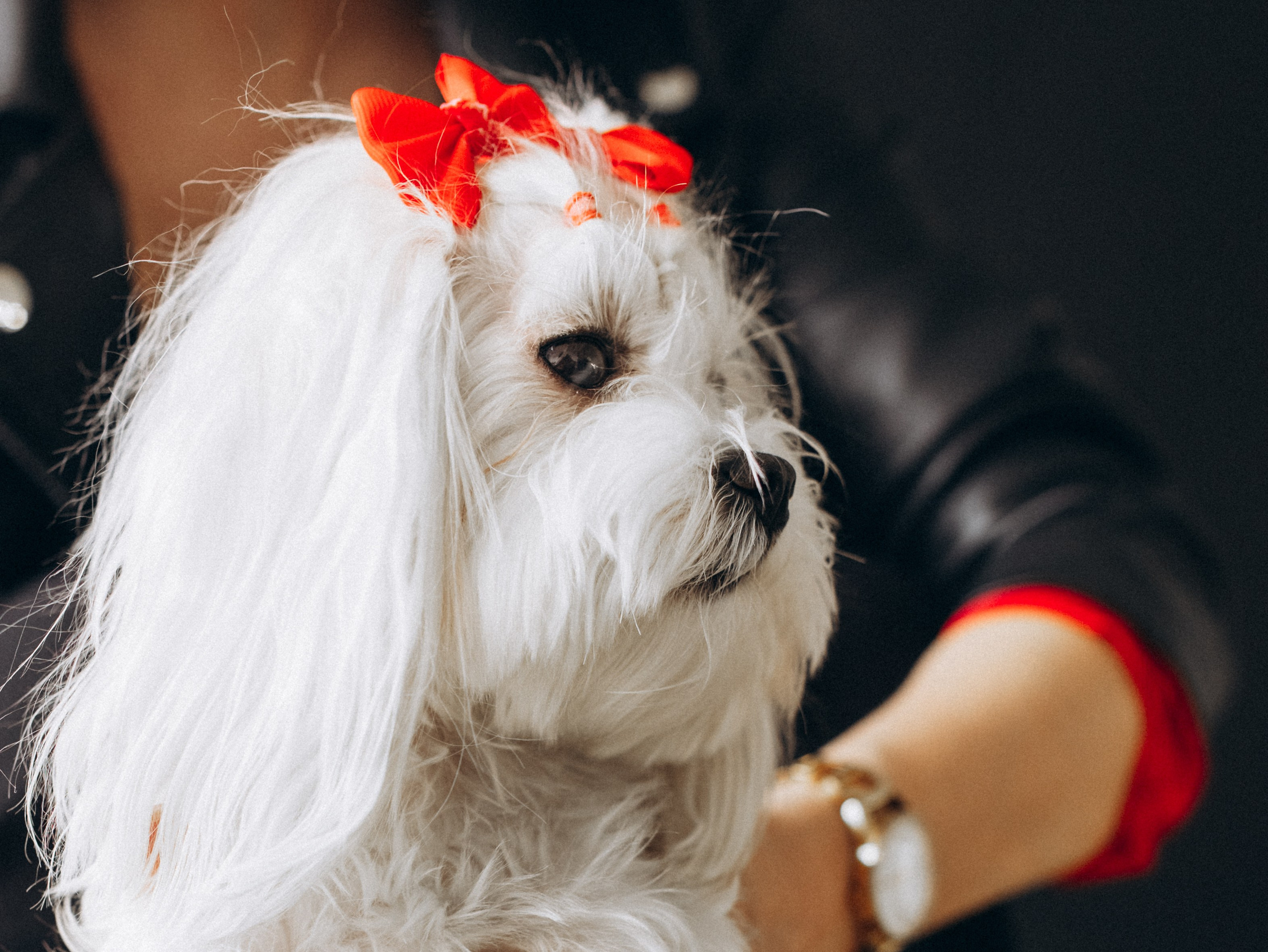 Мира и Таня. Фотограф-анималист в Москве Кириллова Татьяна