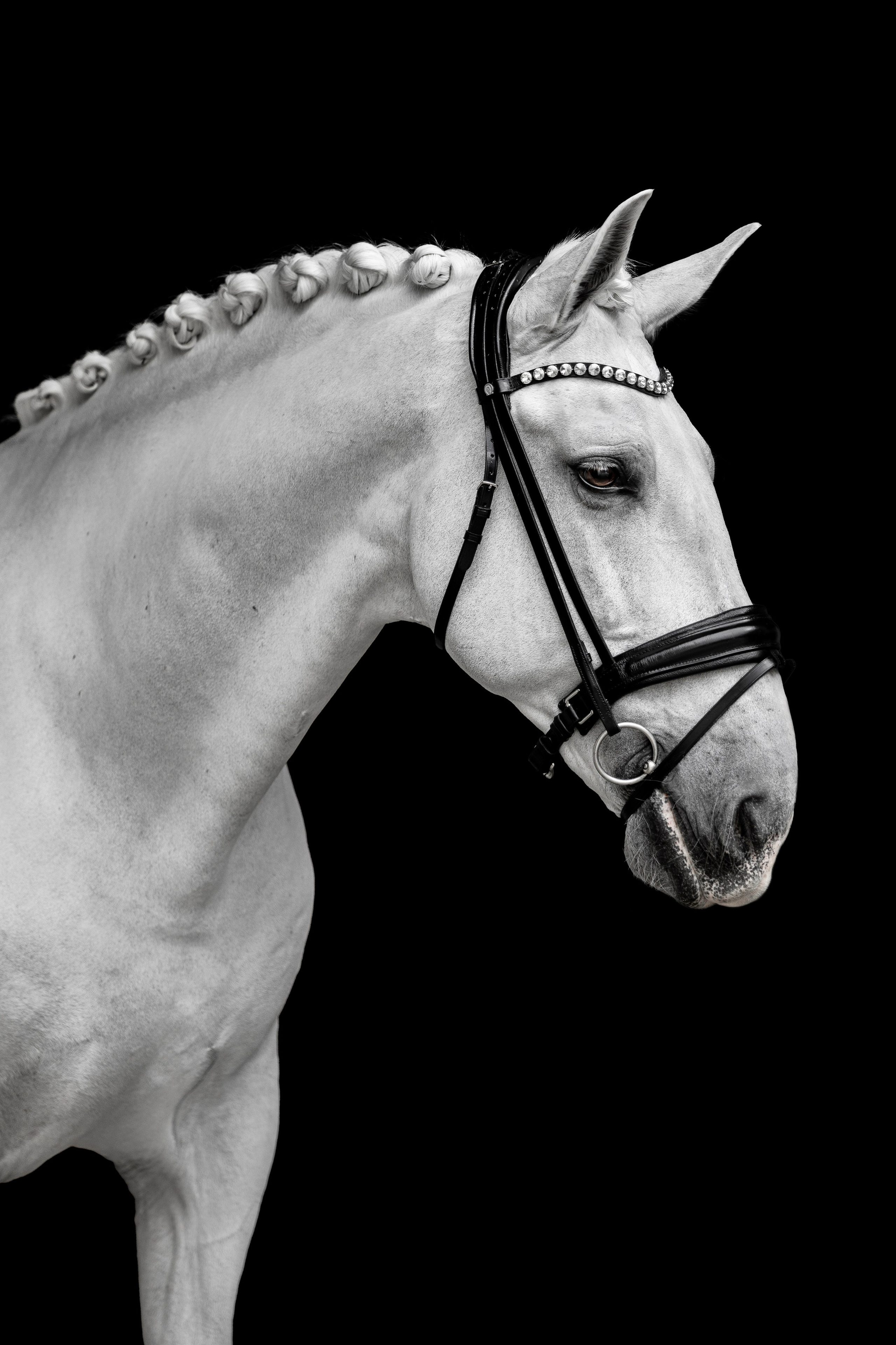 Конные портреты. Veronika Makeeva horse photo